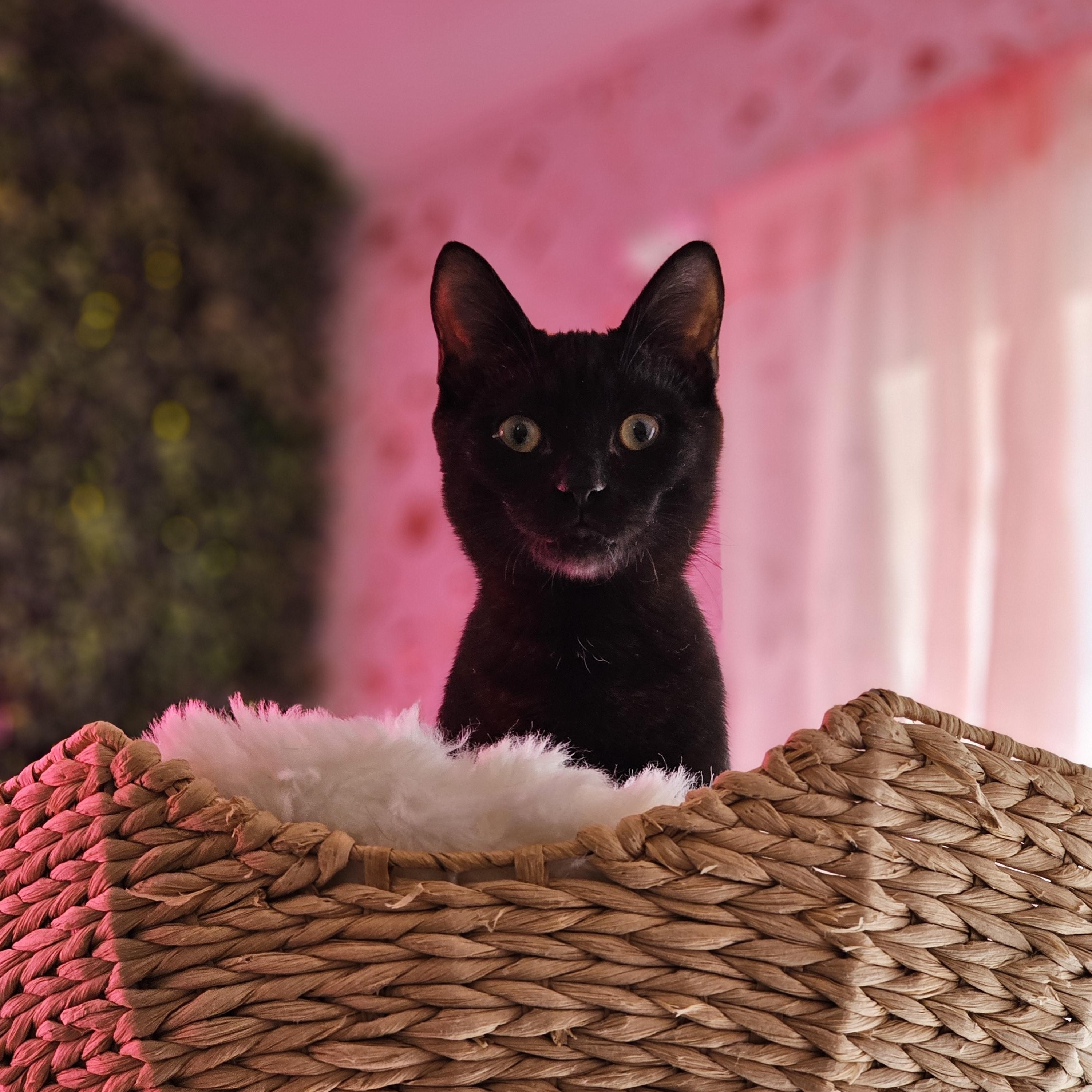 Enlarge Ace, a ADOPTABLE Domestic Short Hair in Philadelphia, PA image 6/6