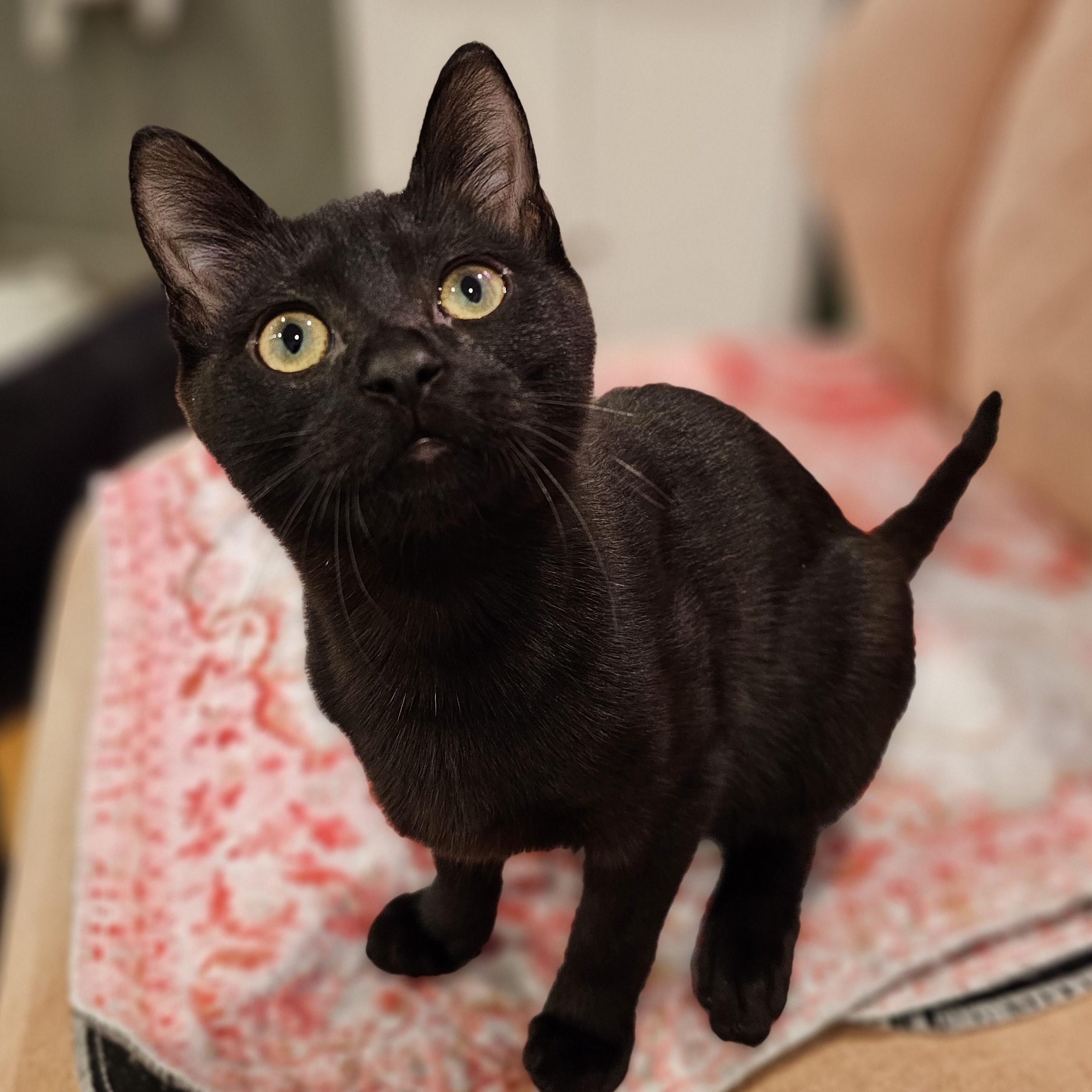 Enlarge Ace, a ADOPTABLE Domestic Short Hair in Philadelphia, PA image 3/4