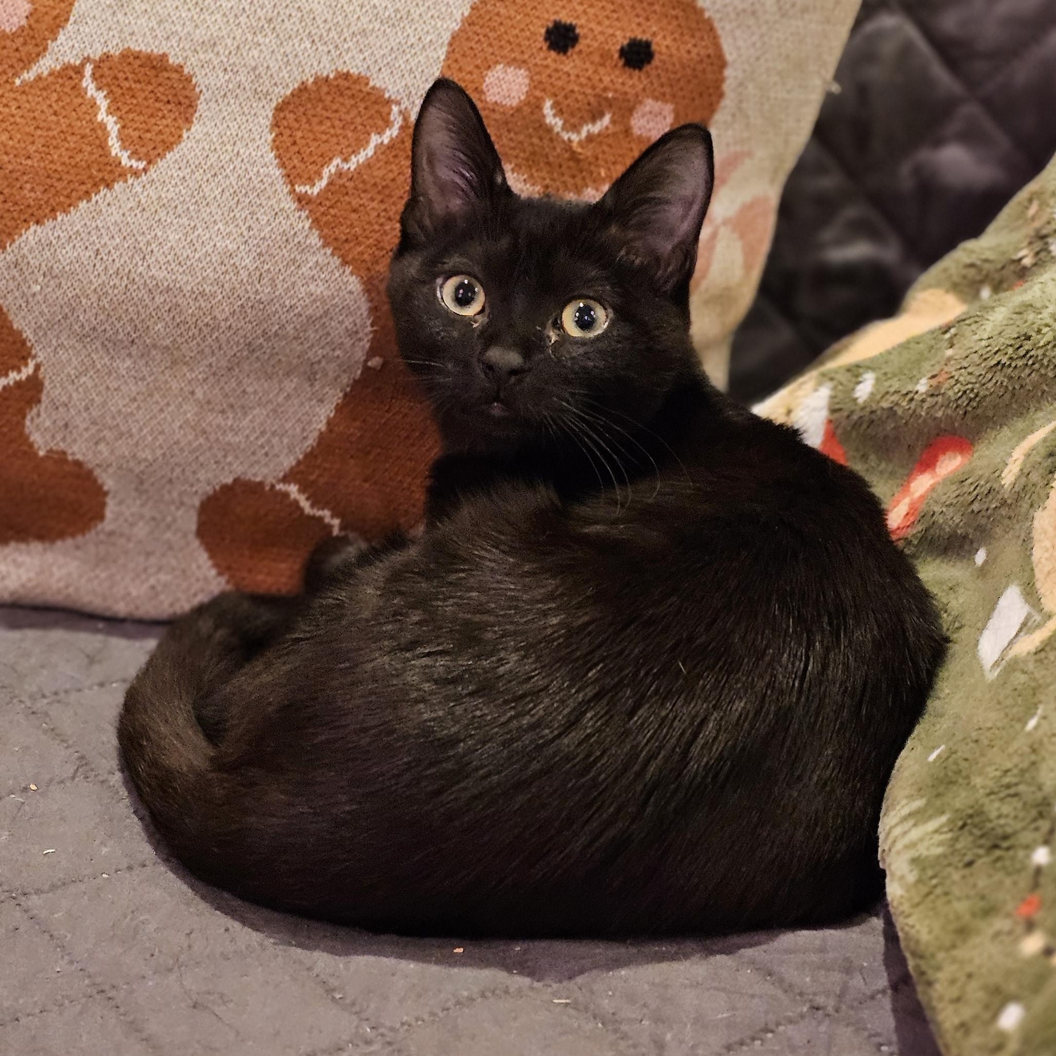 Enlarge Ace, a ADOPTABLE Domestic Short Hair in Philadelphia, PA image 4/4