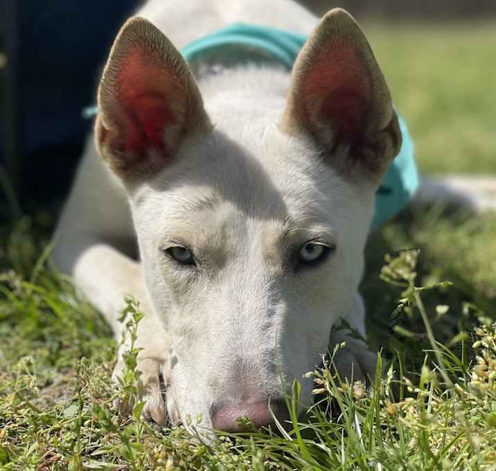 Enlarge Zube, a Adoptable Shepherd in Brookshire, TX image 2/4