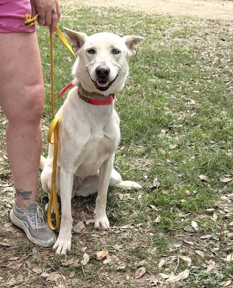 Enlarge Zube, a Adoptable Shepherd in Brookshire, TX image 3/6