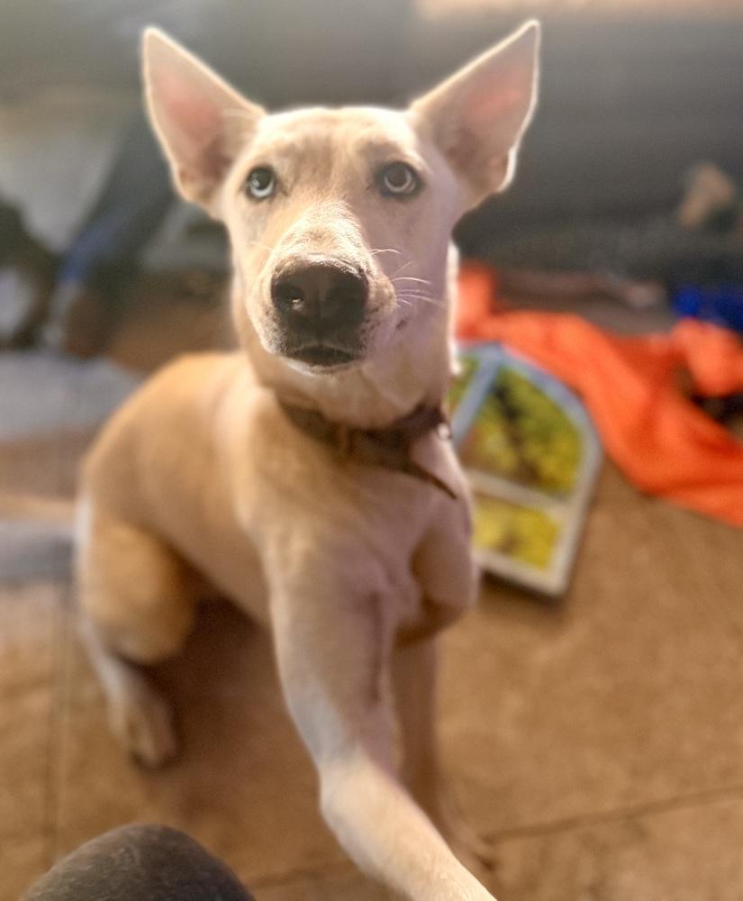 Enlarge Zube, a Adoptable Shepherd in Brookshire, TX image 3/6