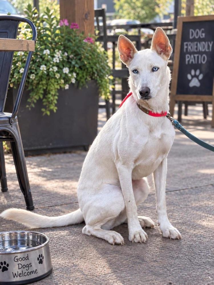 Enlarge Zube, a Adoptable Shepherd in Brookshire, TX image 6/6
