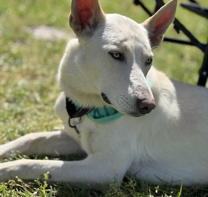 Enlarge Zube, a Adoptable Shepherd in Brookshire, TX image 4/4