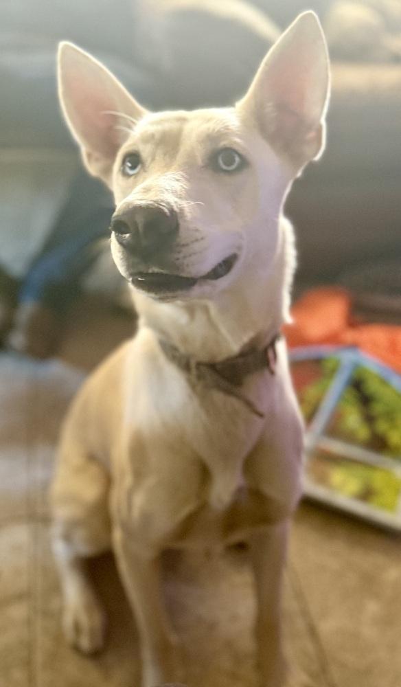 Enlarge Zube, a Adoptable Shepherd in Brookshire, TX image 6/6