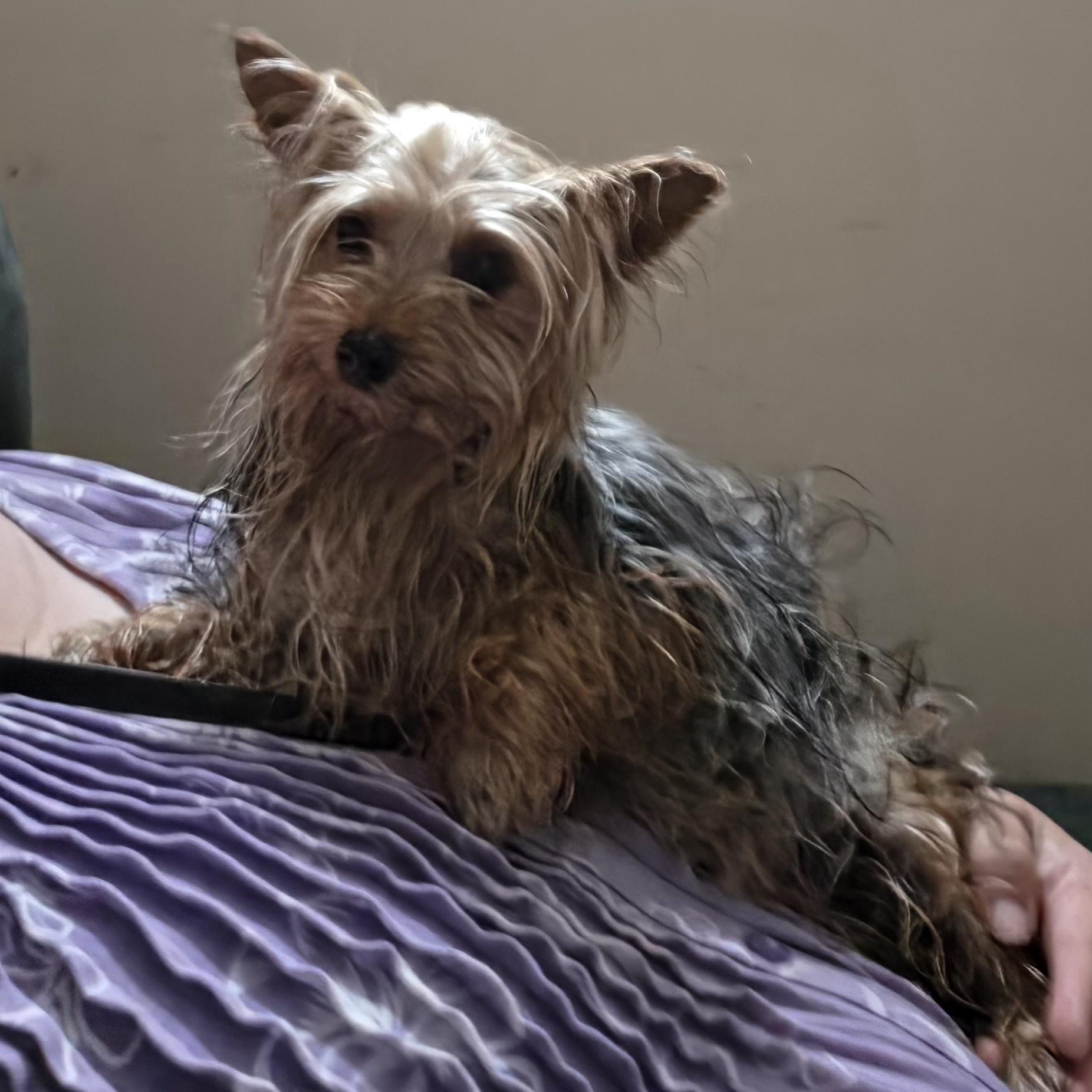 Peace, ADOPTABLE, Puppy Female Yorkshire Terrier.