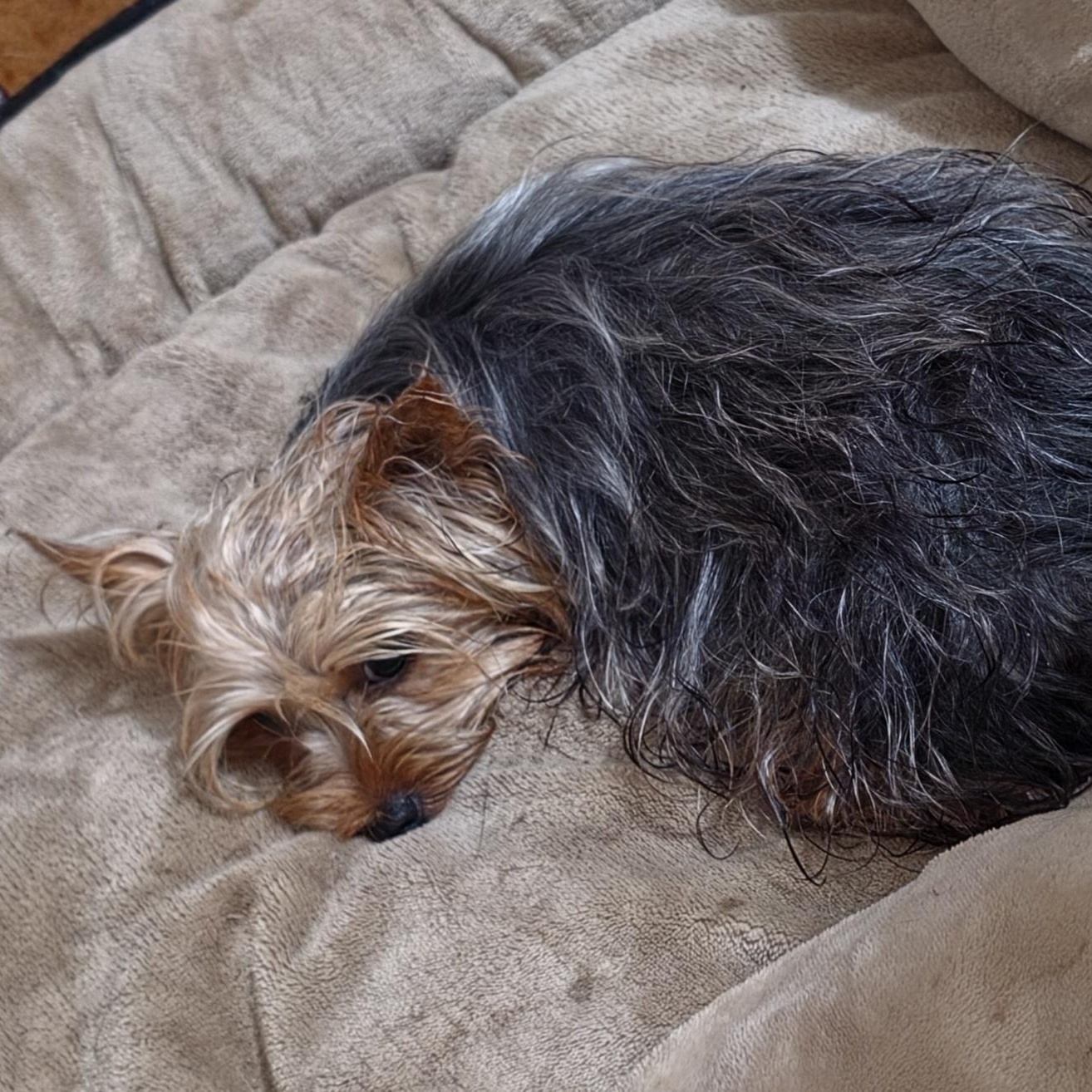 Peace, a ADOPTABLE Yorkshire Terrier in LaGrange, IN image 2/2
