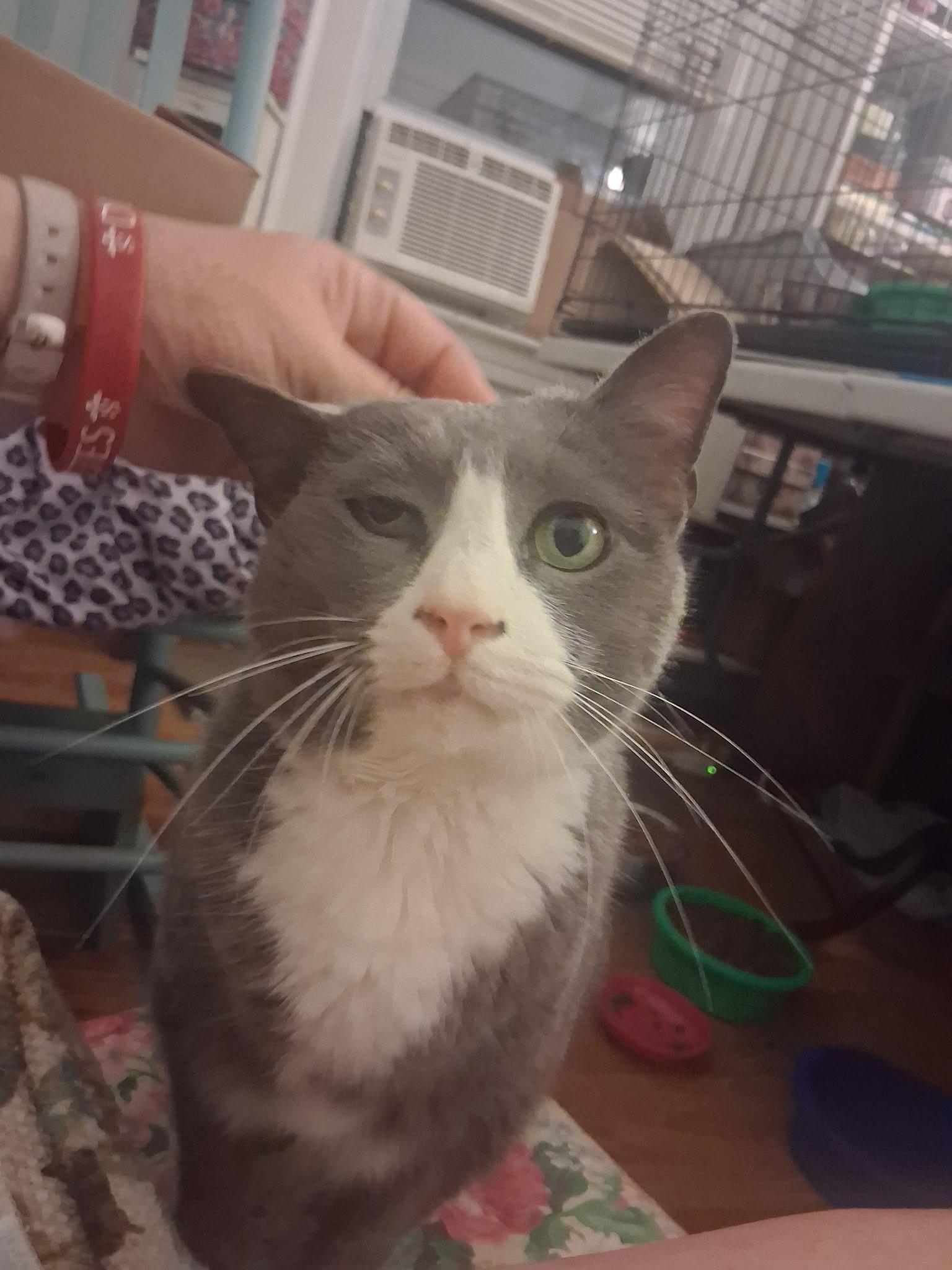 Mittens, a Adoptable Domestic Short Hair in FITCHBURG, MA image 3/6