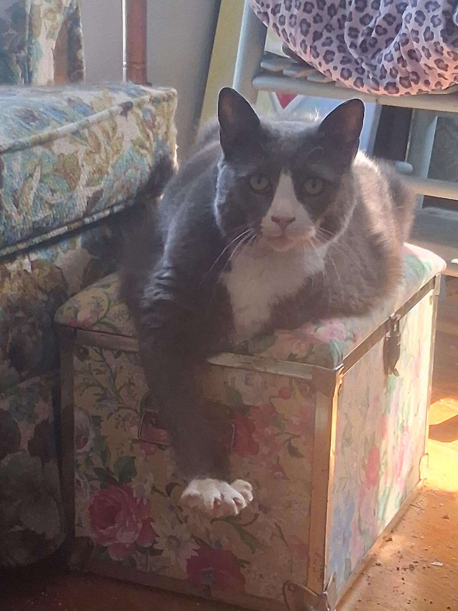 Mittens, Adoptable, Adult Female Domestic Short Hair.