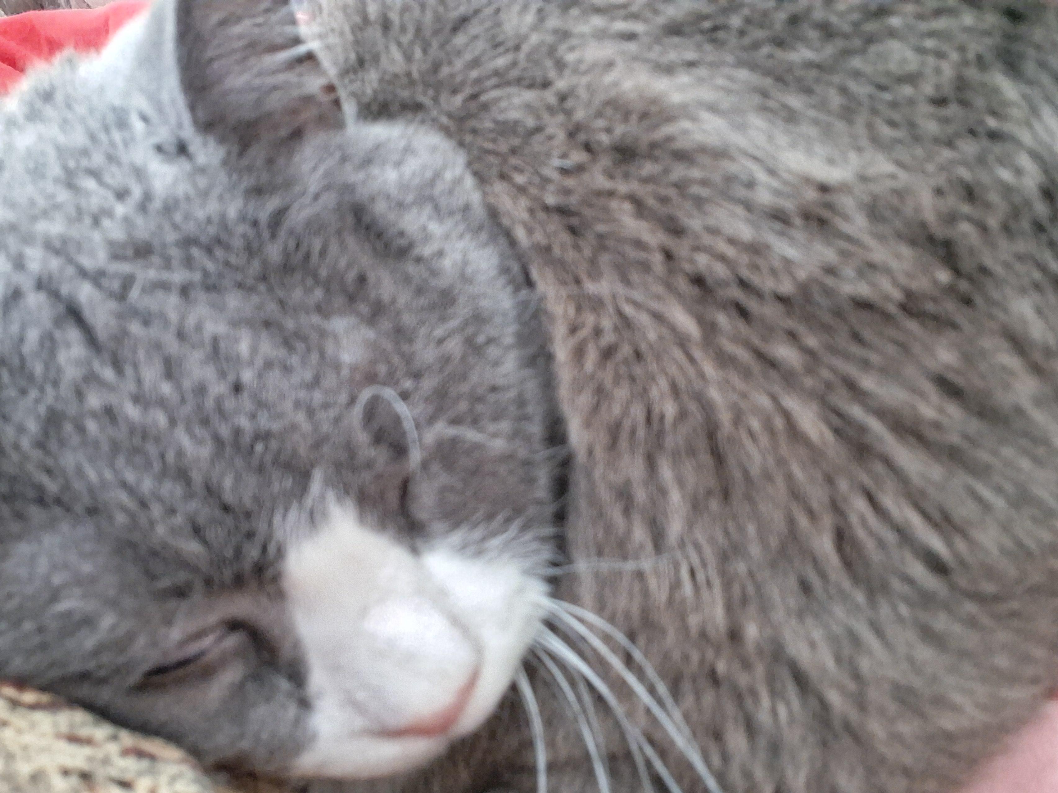 Enlarge Mittens (special needs arthritis), a Adoptable Domestic Short Hair in FITCHBURG, MA image 2/6