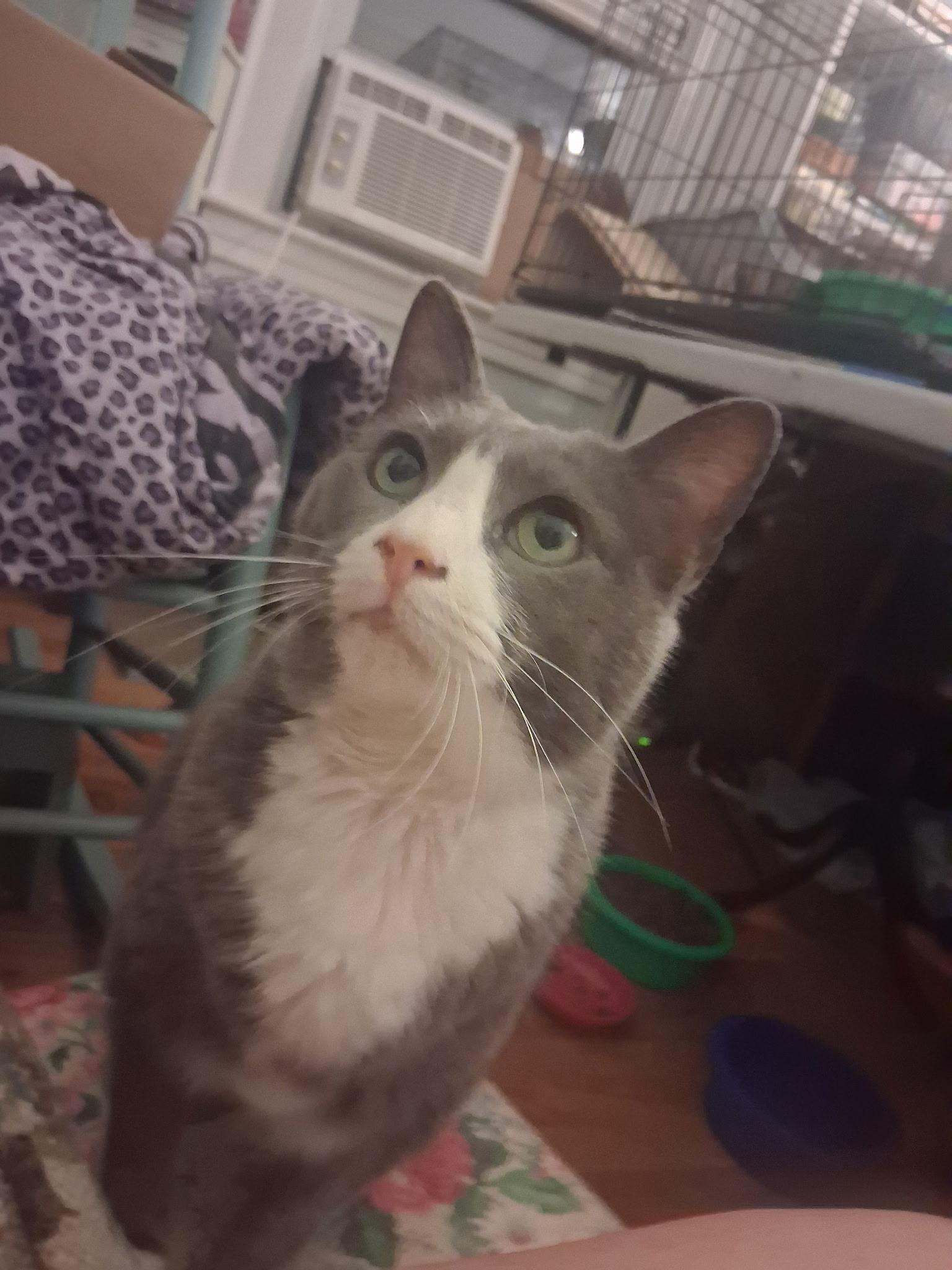 Mittens, a Adoptable Domestic Short Hair in FITCHBURG, MA image 2/6