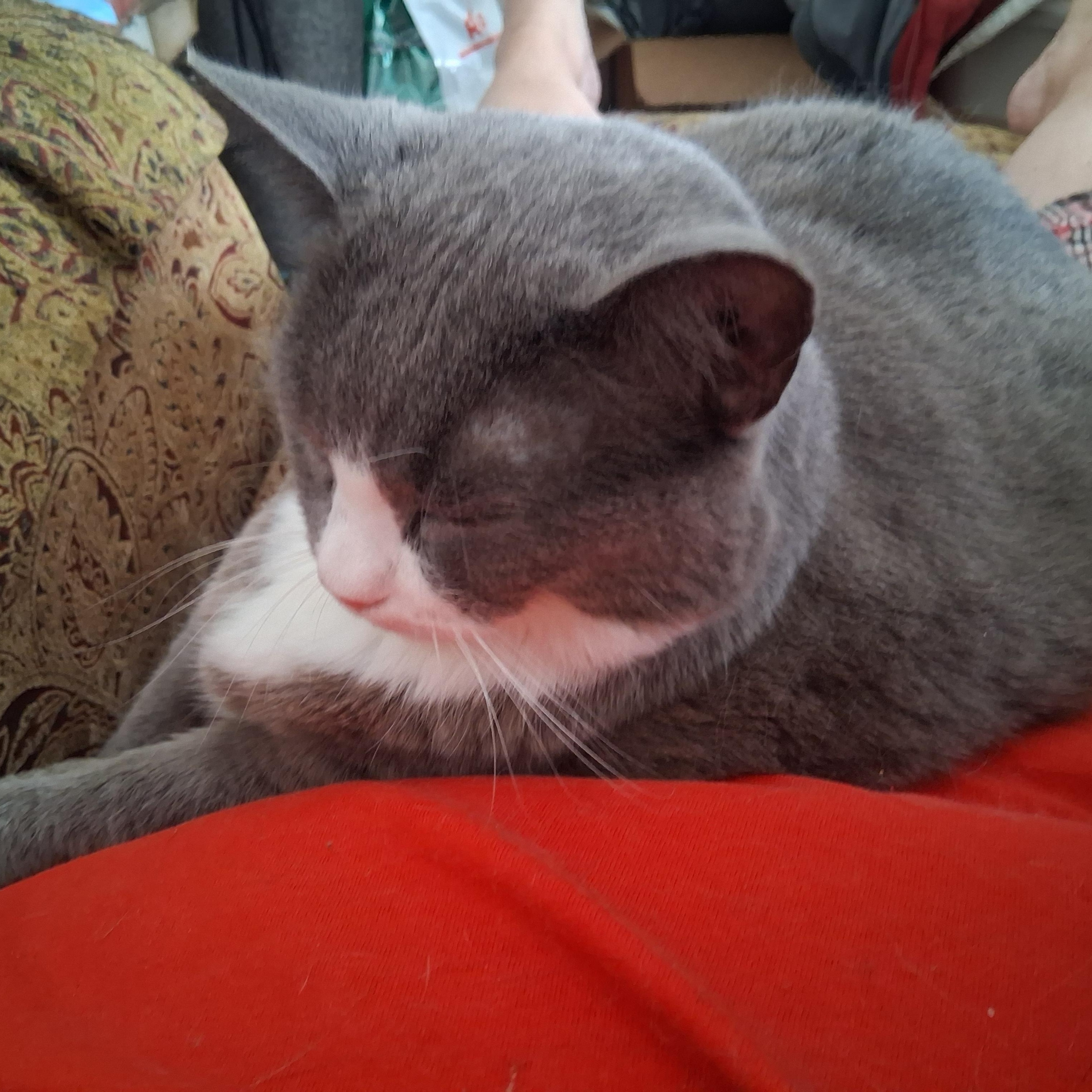 Enlarge Mittens (special needs arthritis), a Adoptable Domestic Short Hair in FITCHBURG, MA image 4/6