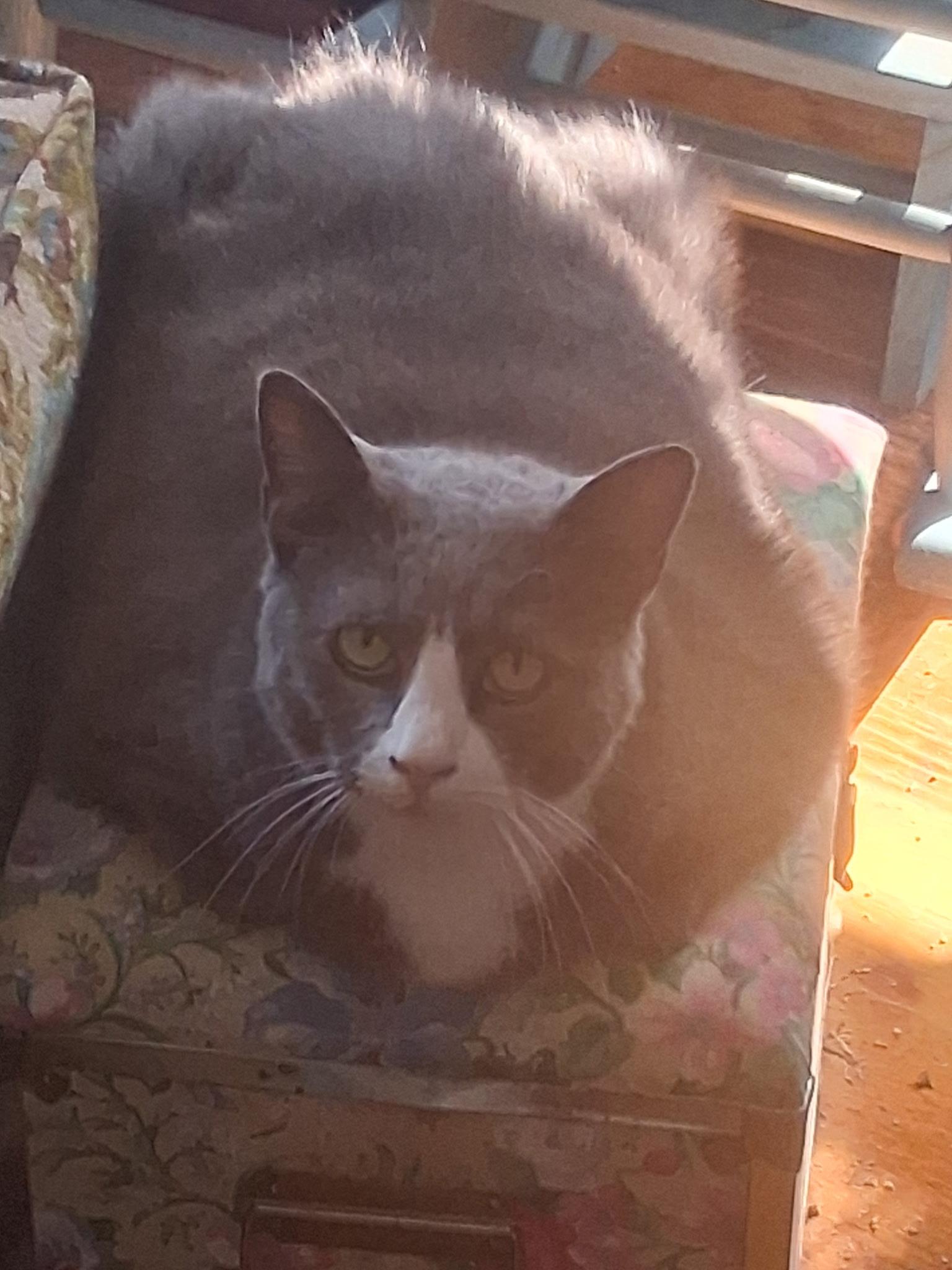 Mittens, a Adoptable Domestic Short Hair in FITCHBURG, MA image 5/6