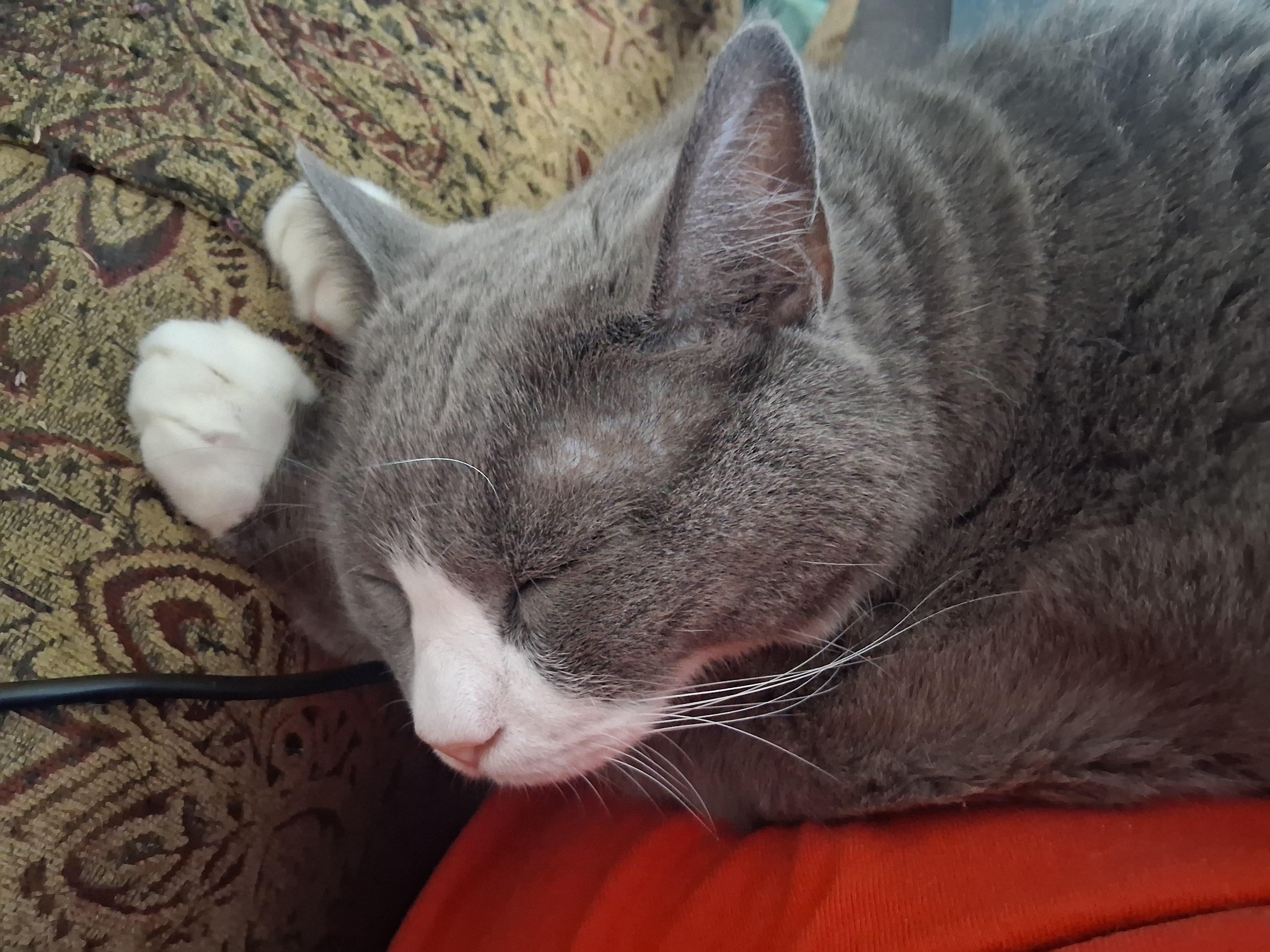 Enlarge Mittens (special needs arthritis), a Adoptable Domestic Short Hair in FITCHBURG, MA image 1/6