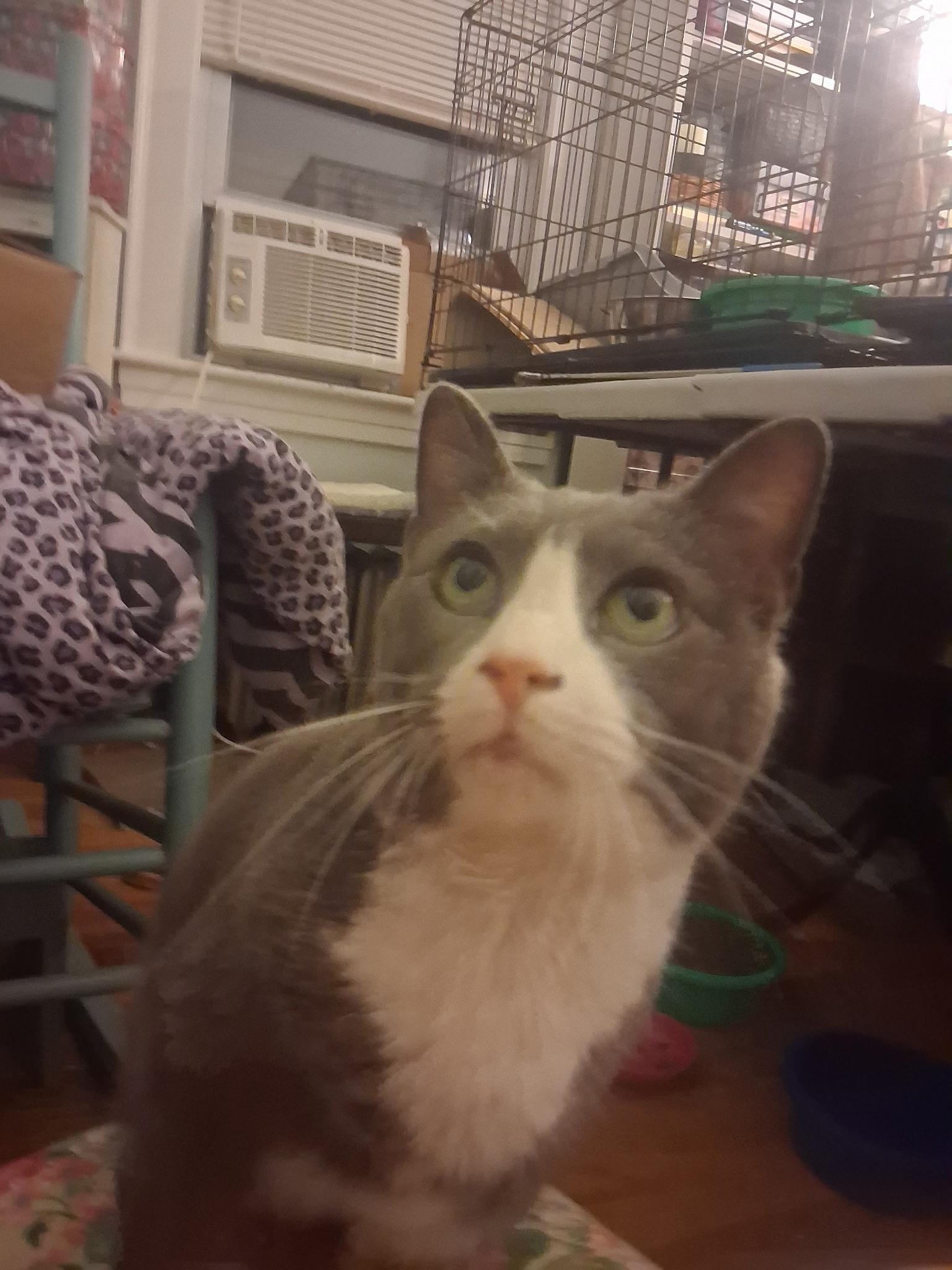 Mittens, a Adoptable Domestic Short Hair in FITCHBURG, MA image 6/6