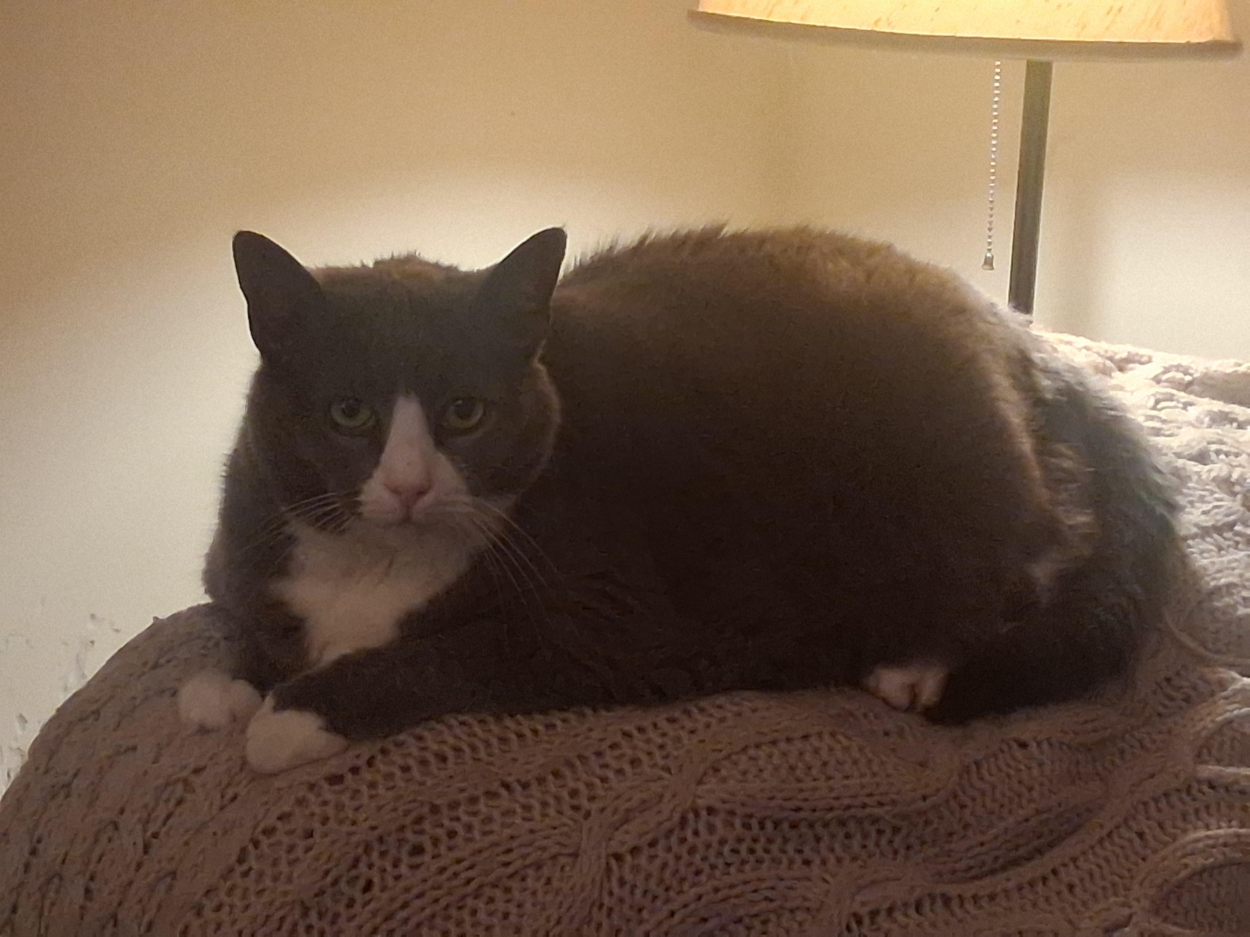Enlarge Mittens (special needs arthritis), a Adoptable Domestic Short Hair in FITCHBURG, MA image 3/6