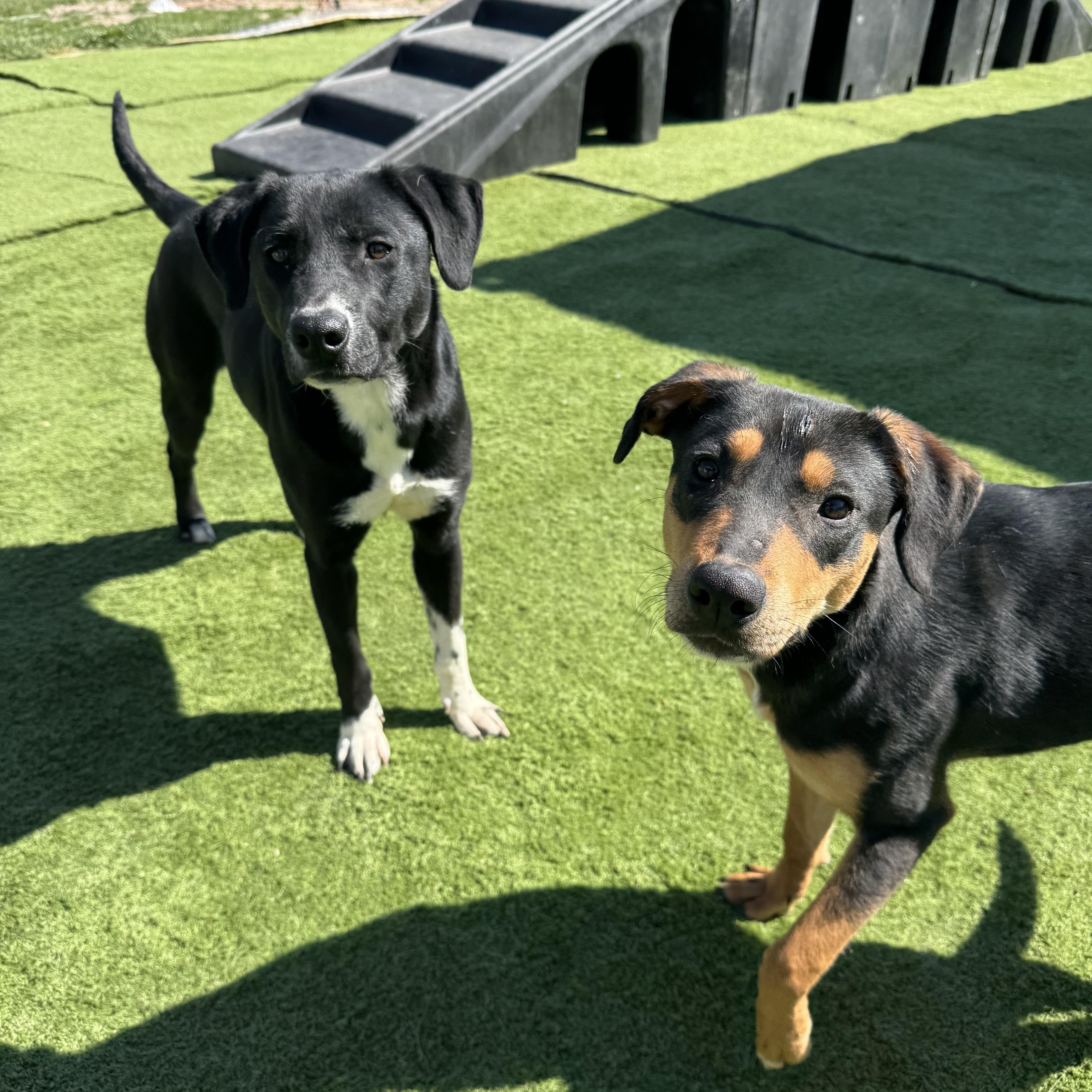 Brownie, a Adoptable mixed breed in Eau Claire, WI image 6/6