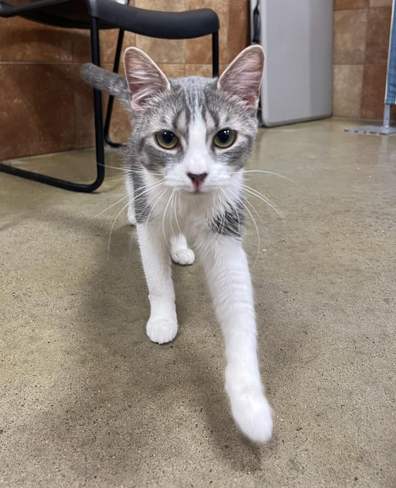Bubbles, ADOPTABLE, Young Female Domestic Short Hair.