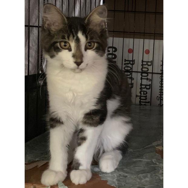 Enlarge Odie, a Adoptable Domestic Medium Hair in Fishkill, NY image 1/1