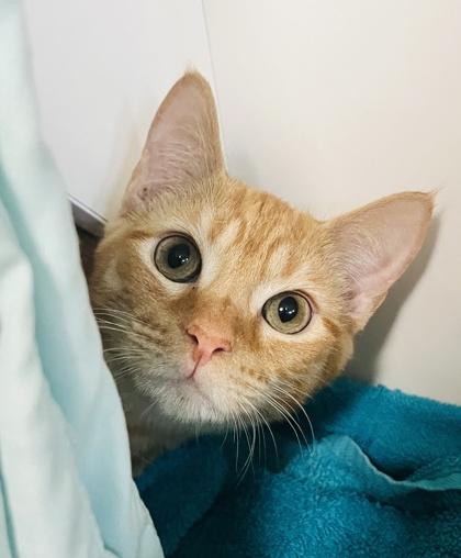 Frasier, Adoptable, Kitten Male Domestic Short Hair & Domestic Short Hair.