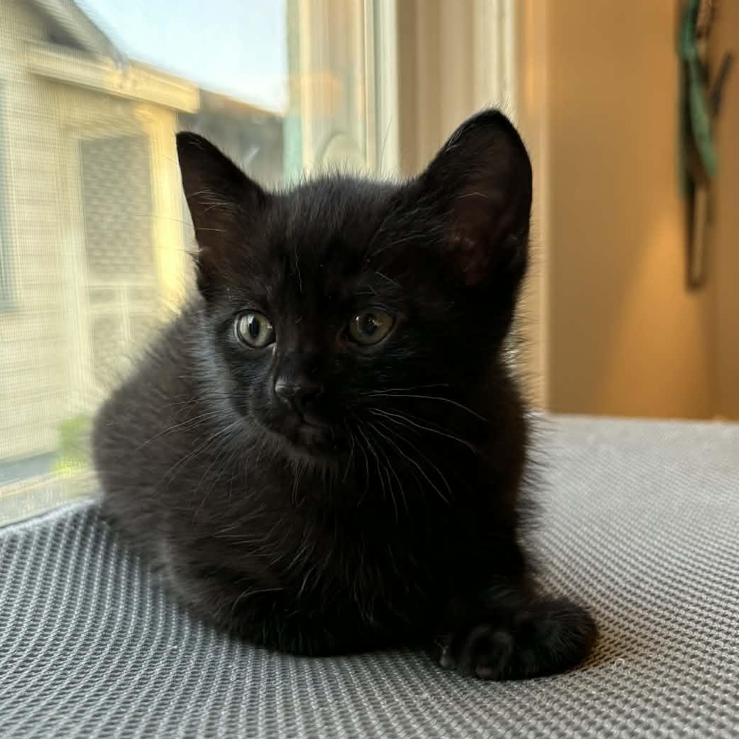 Fry, ADOPTABLE, Kitten Male Domestic Short Hair.