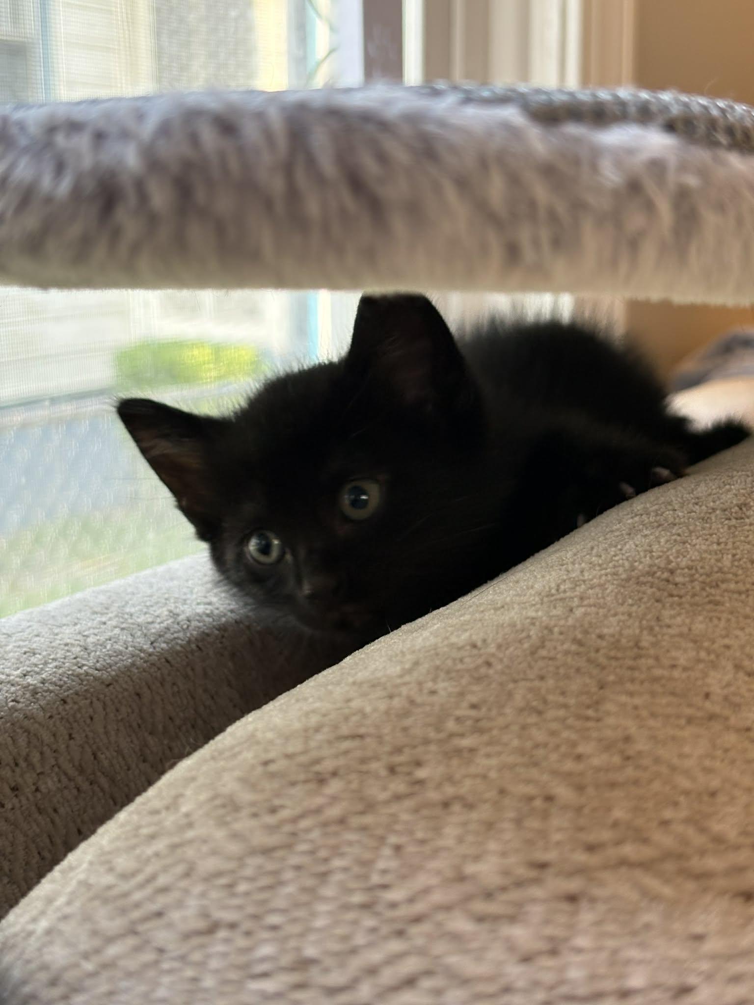 Enlarge Fry, a ADOPTABLE mixed breed in Richmond, VA image 5/6