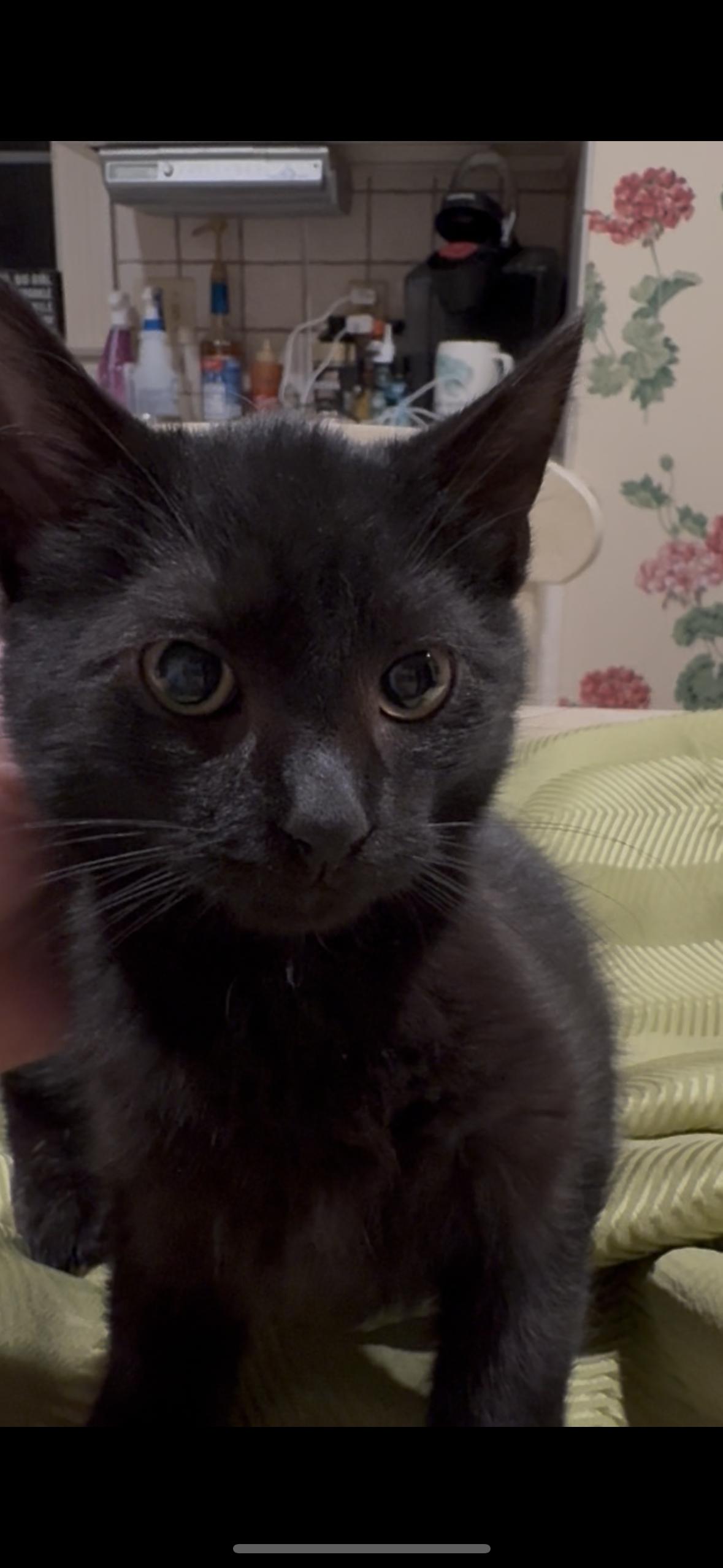 Brody, Adoptable, Kitten Male Domestic Short Hair.