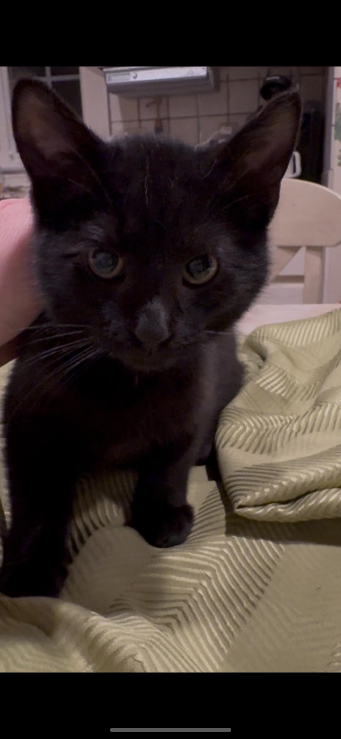 Enlarge Brody, a Adoptable Domestic Short Hair in Cuyahoga Falls, OH image 2/2