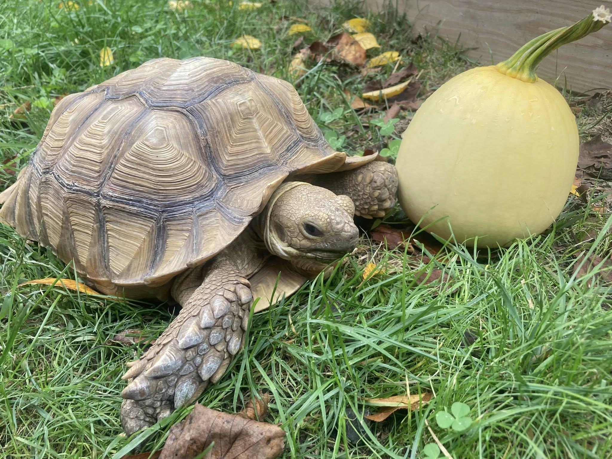 Myrtle, Adoptable, Young Female Sulcata.