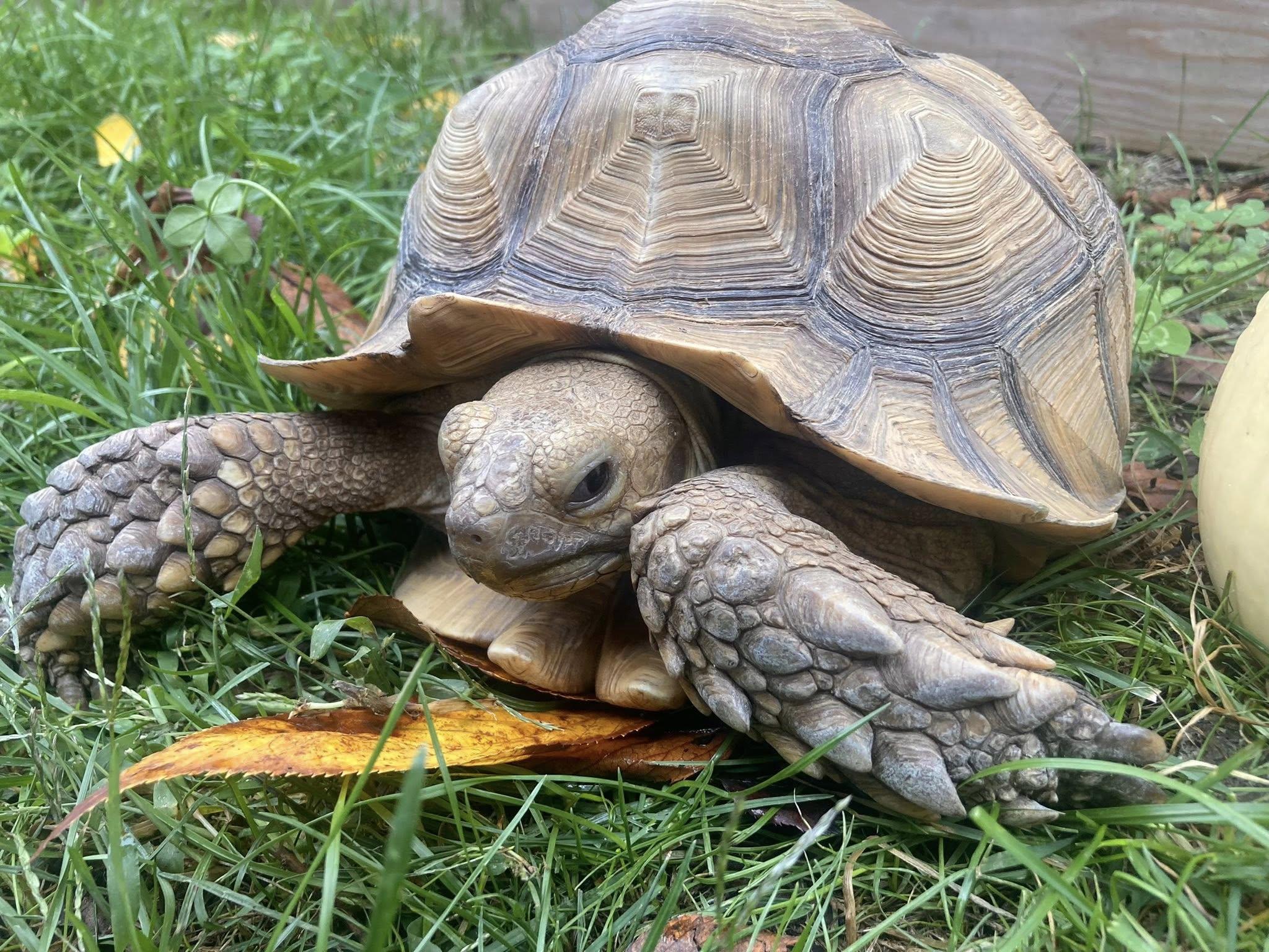 Enlarge Myrtle, a Adoptable Sulcata in Palmerton, PA image 2/8