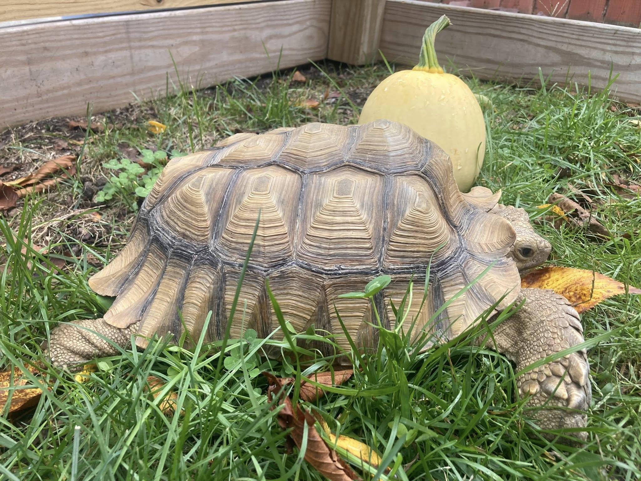 Enlarge Myrtle, a Adoptable Sulcata in Palmerton, PA image 5/8