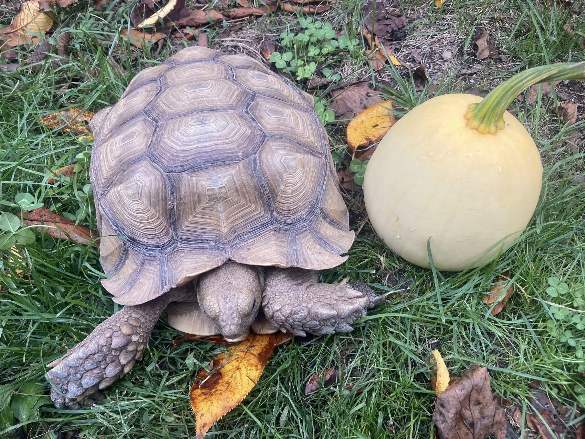 Enlarge Myrtle, a Adoptable Sulcata in Palmerton, PA image 8/8