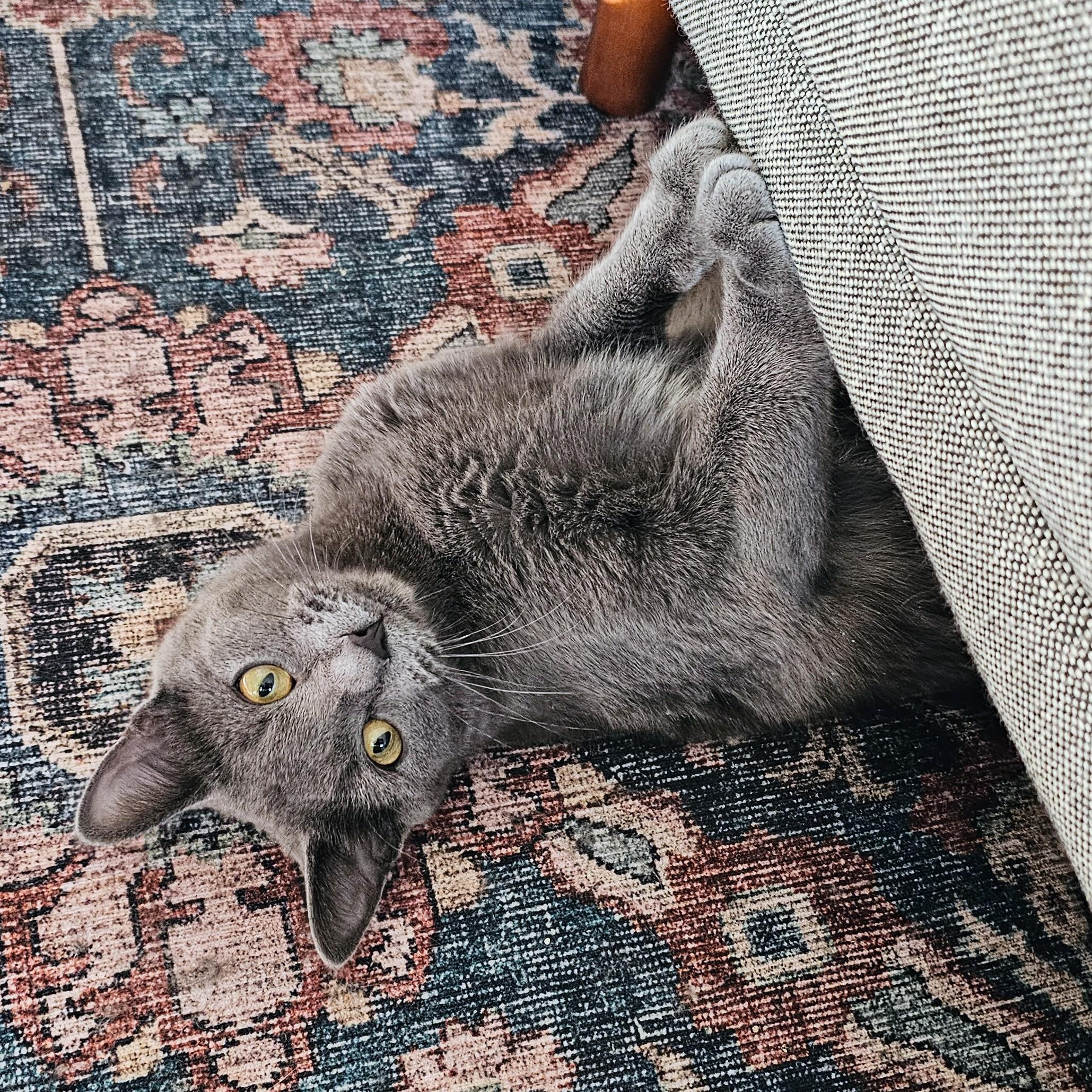 Enlarge River, a ADOPTABLE mixed breed in Chicago, IL image 3/6