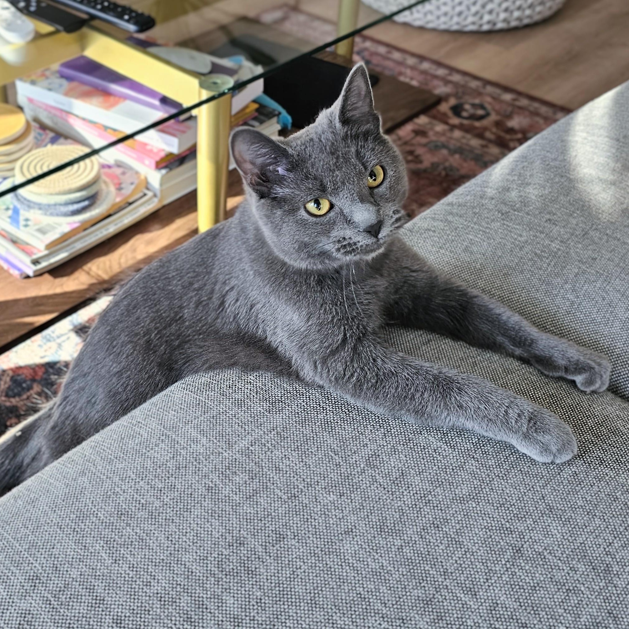 Enlarge River, a ADOPTABLE mixed breed in Chicago, IL image 2/6