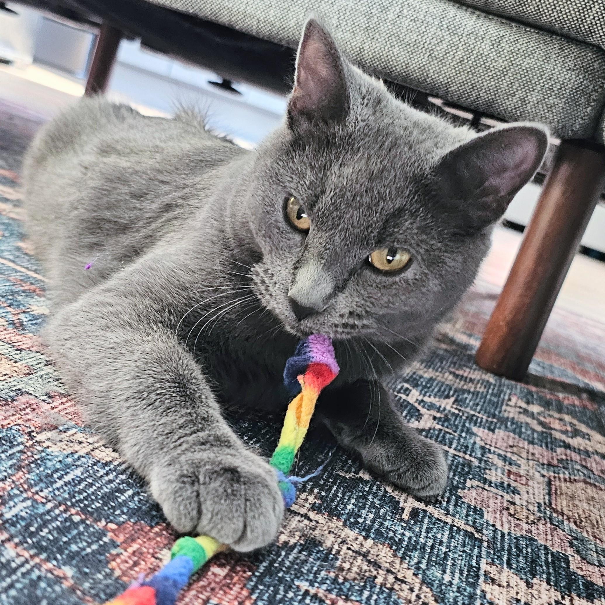 Enlarge River, a ADOPTABLE mixed breed in Chicago, IL image 5/6