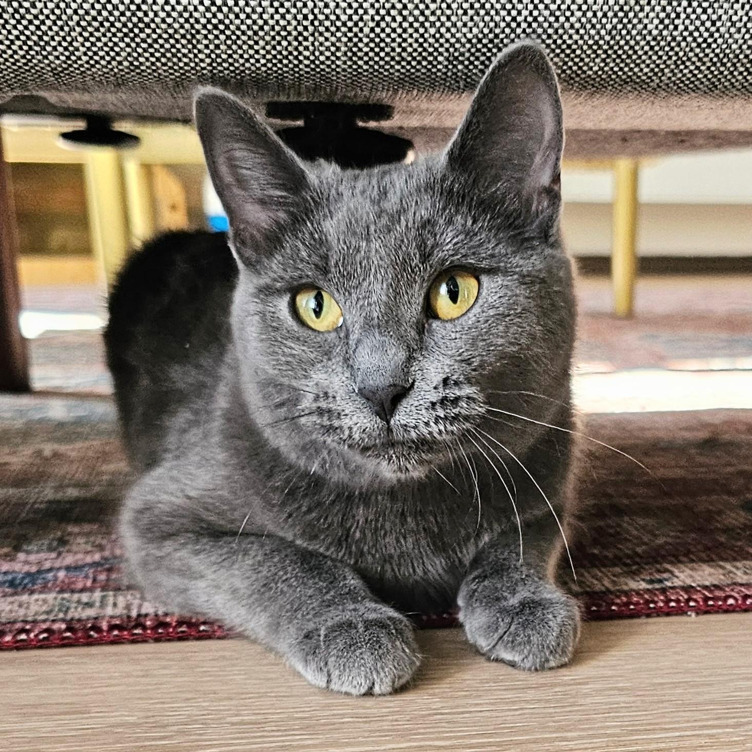 Enlarge River, a ADOPTABLE mixed breed in Chicago, IL image 1/6