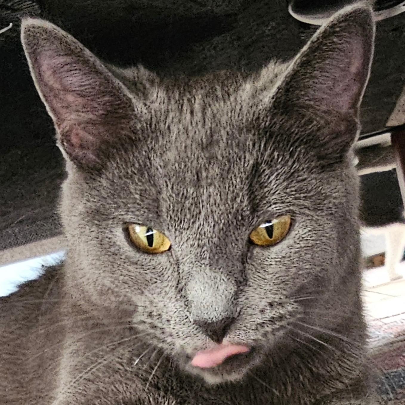 Enlarge River, a ADOPTABLE mixed breed in Chicago, IL image 6/6