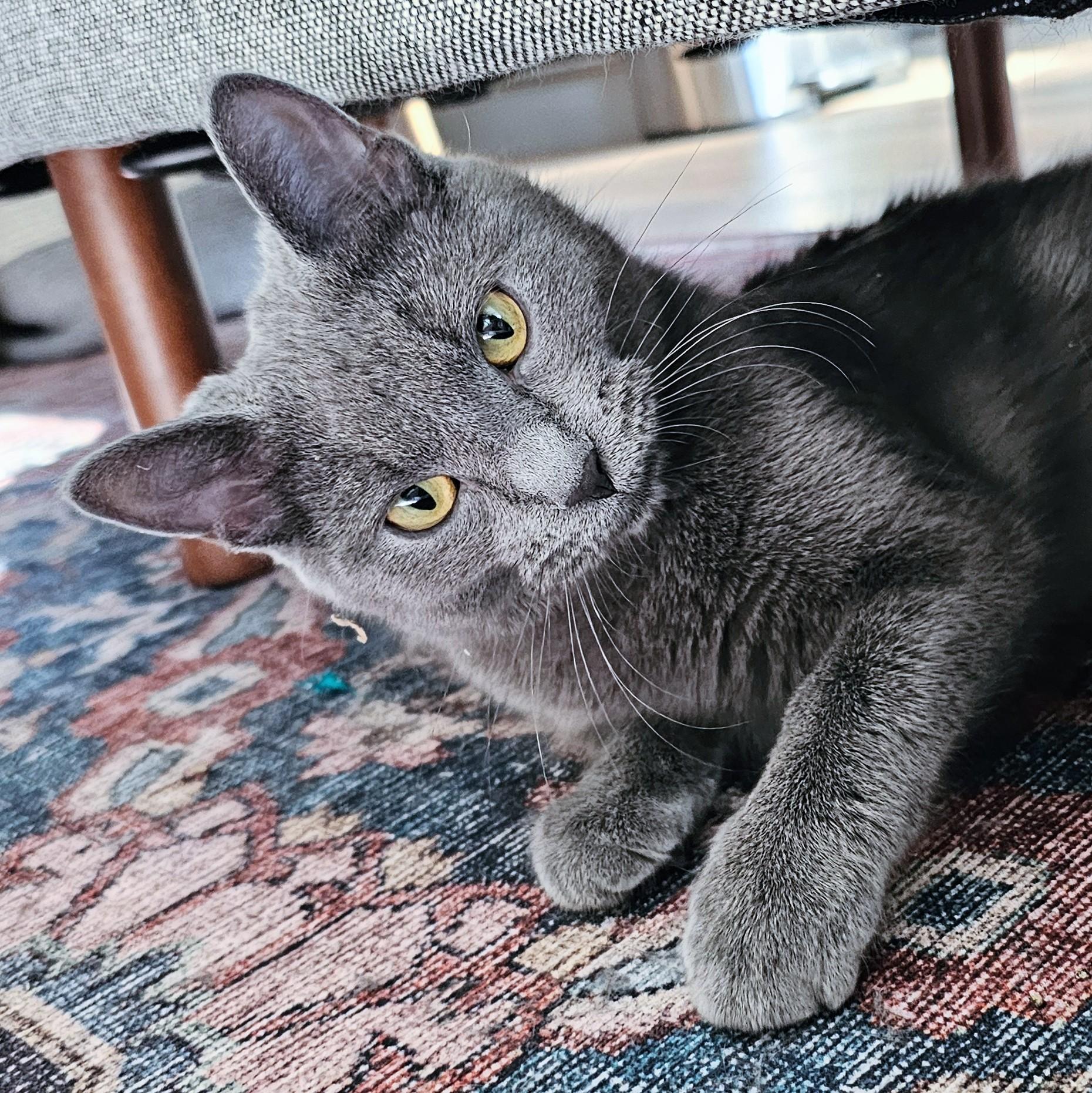 Enlarge River, a ADOPTABLE mixed breed in Chicago, IL image 4/6