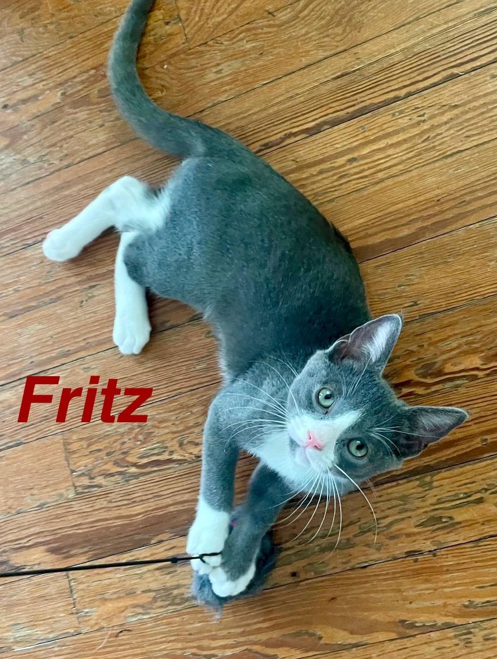 Fritz, Adoptable, Kitten Male Russian Blue & Tuxedo.