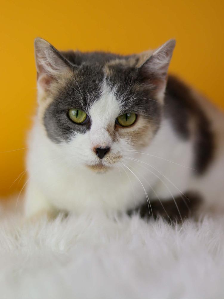 Glory, Adoptable, Young Female Calico.