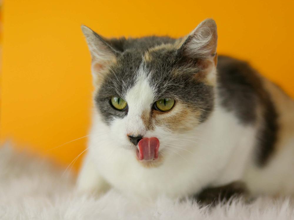 Enlarge Glory, a Adoptable Calico in Lewisburg, TN image 2/2
