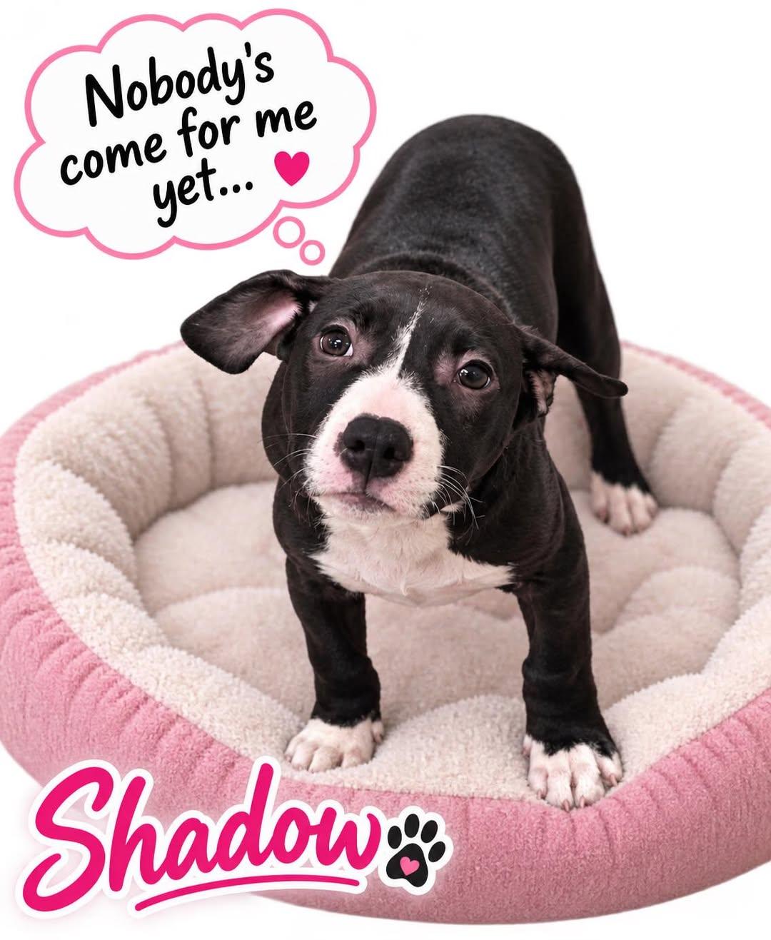 Shadow, Adopted, Puppy Female Pit Bull Terrier.