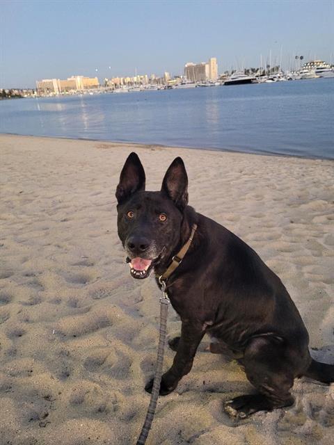 Enlarge FELIPE, a Adoptable mixed breed in Chula Vista, CA image 1/1