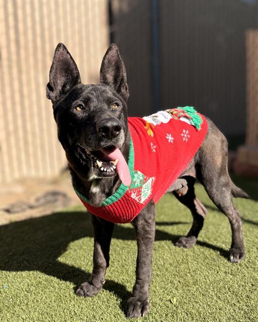 Enlarge FELIPE, a Adoptable mixed breed in Chula Vista, CA image 1/1