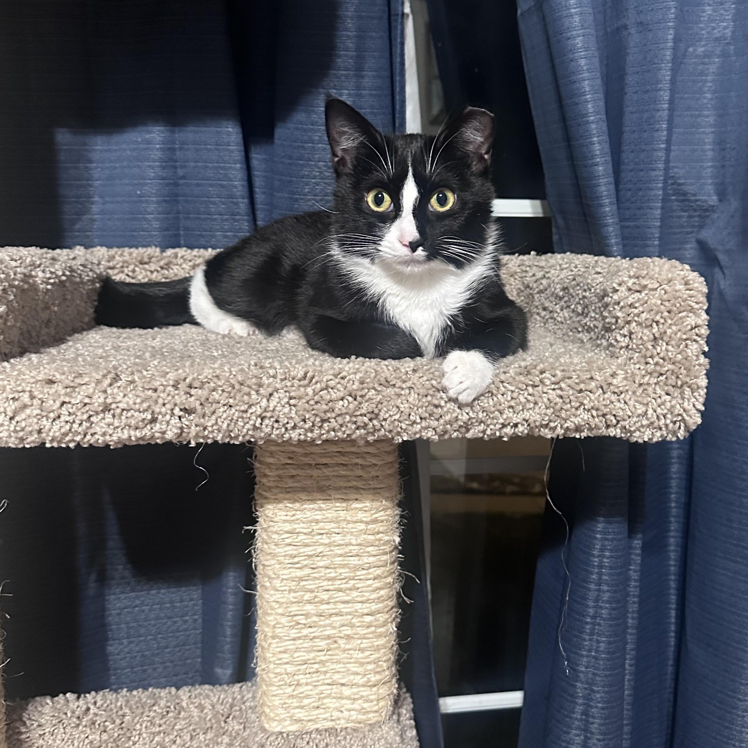 Jazzy , Adoptable, Kitten Female Domestic Short Hair & Tuxedo.
