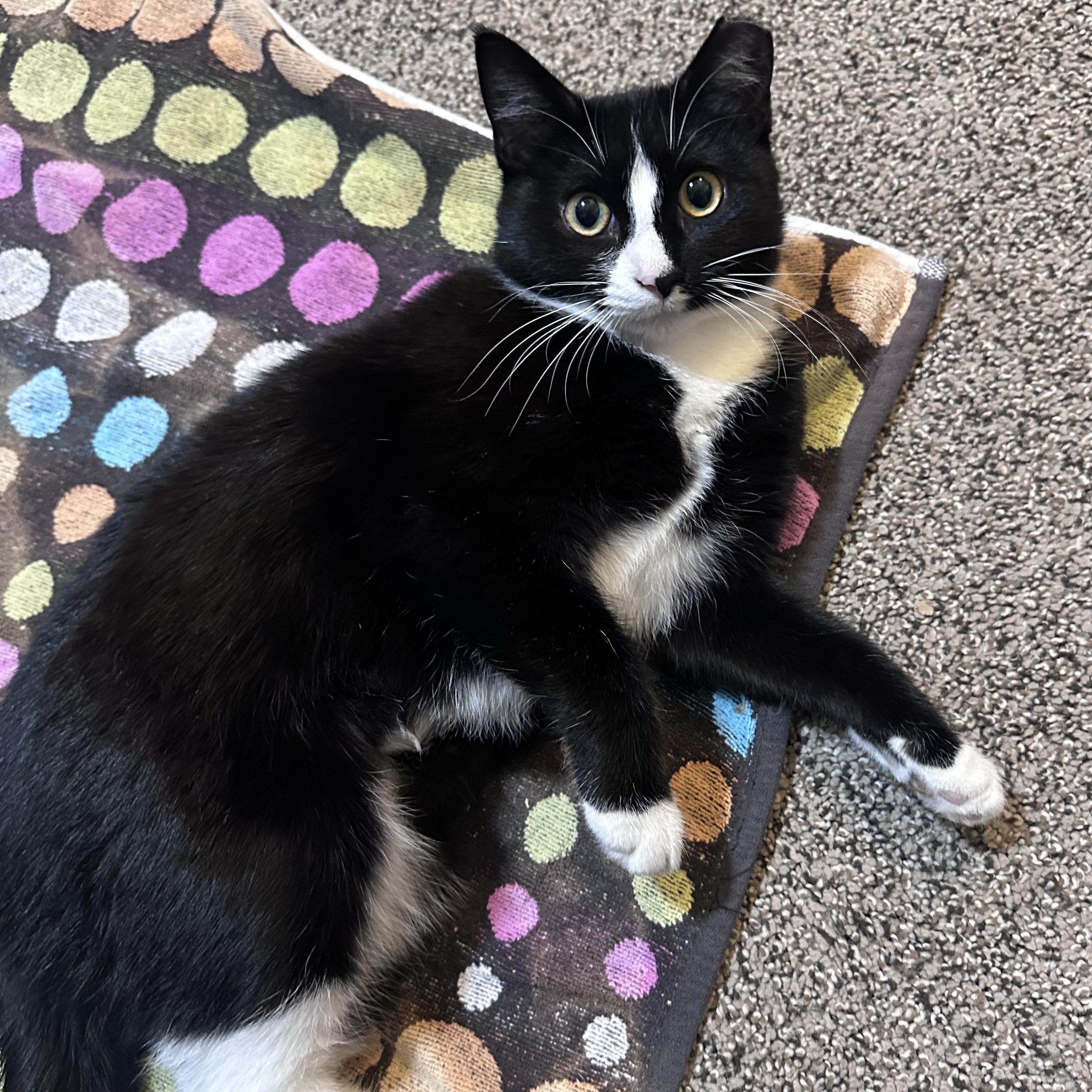 Jazzy , a Adoptable mixed breed in Omaha, NE image 1/6