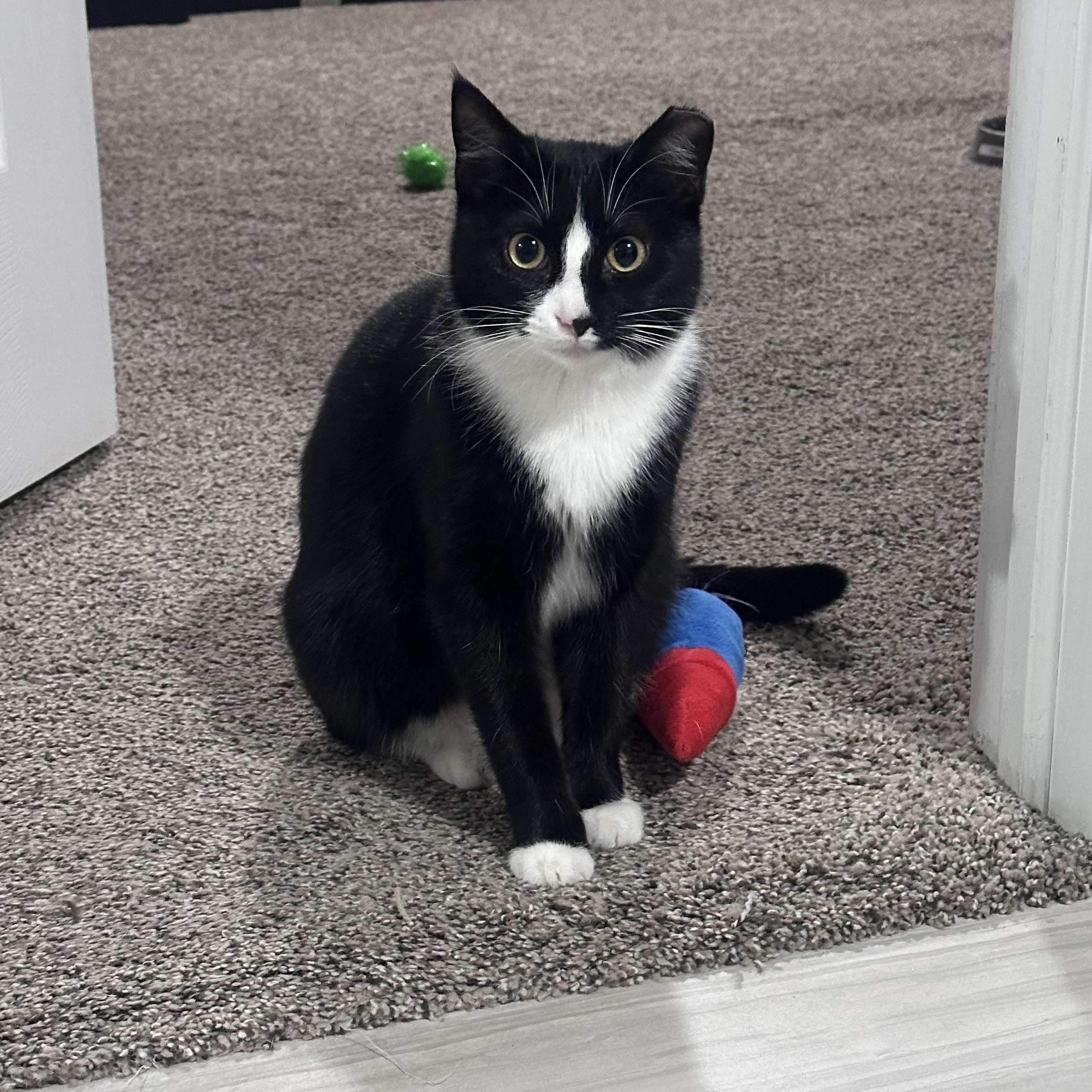 Jazzy , Adoptable, Kitten Female Domestic Short Hair & Tuxedo.