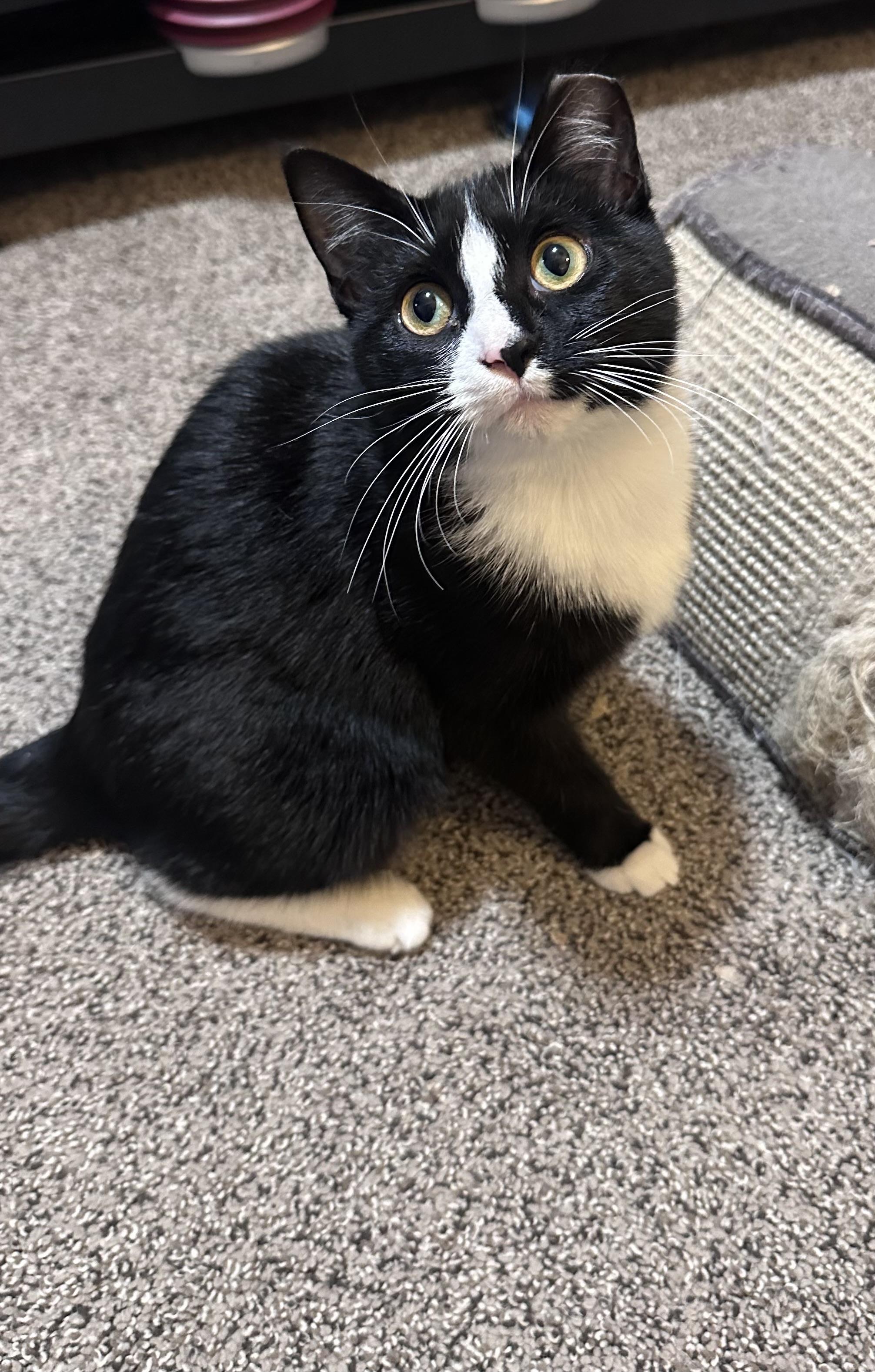 Jazzy , a Adoptable mixed breed in Omaha, NE image 2/6