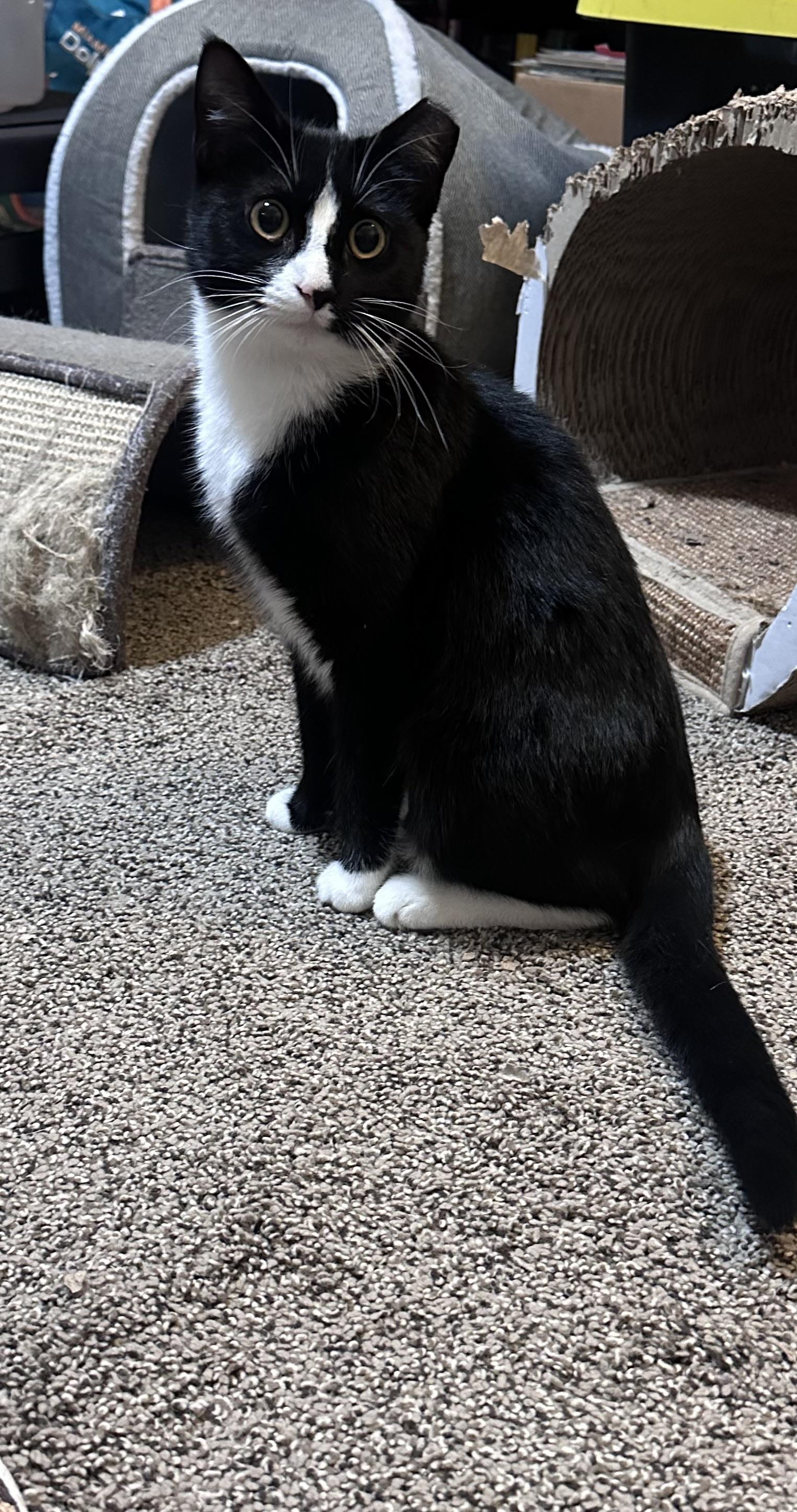 Jazzy , a Adoptable mixed breed in Omaha, NE image 3/6