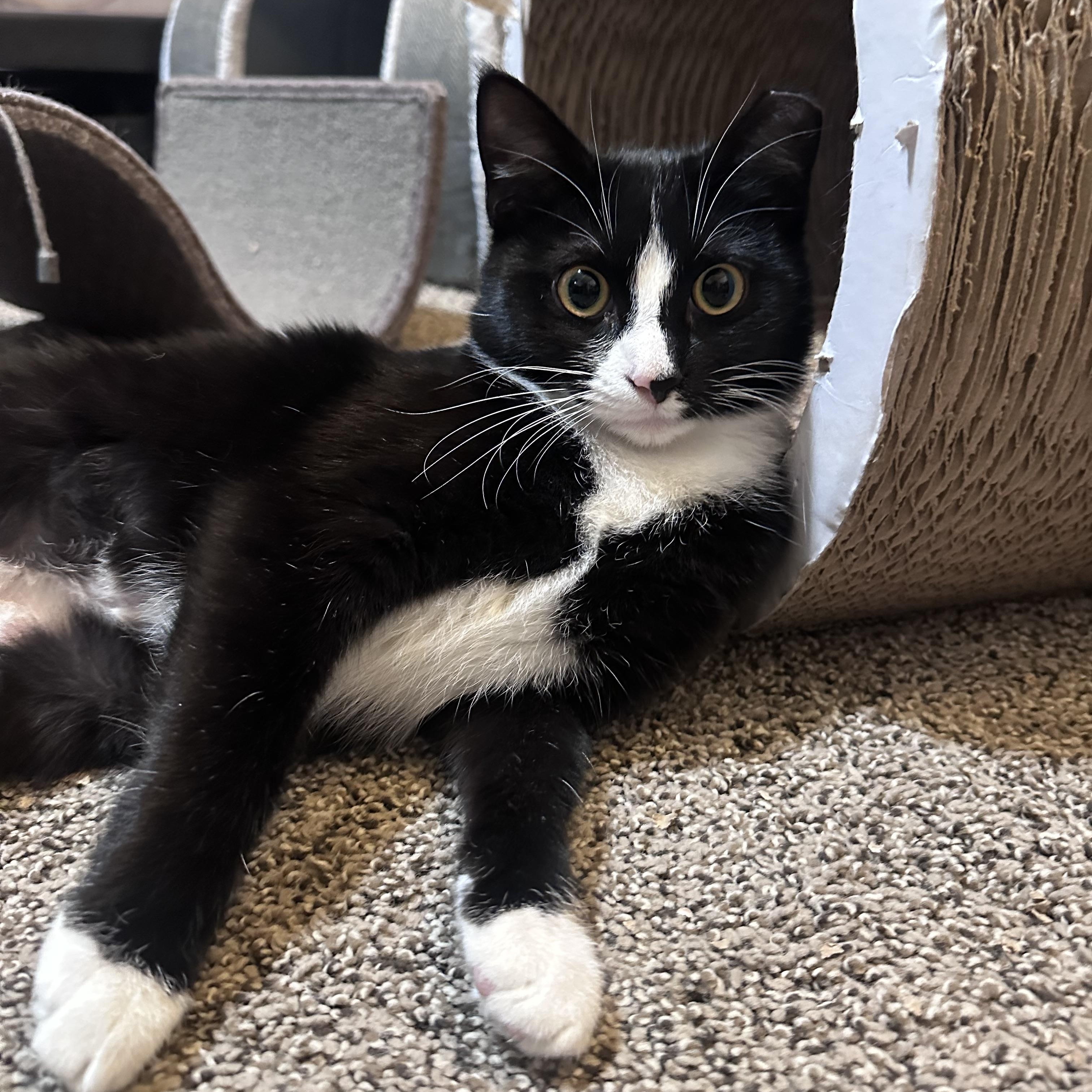 Jazzy , a Adoptable mixed breed in Omaha, NE image 4/6